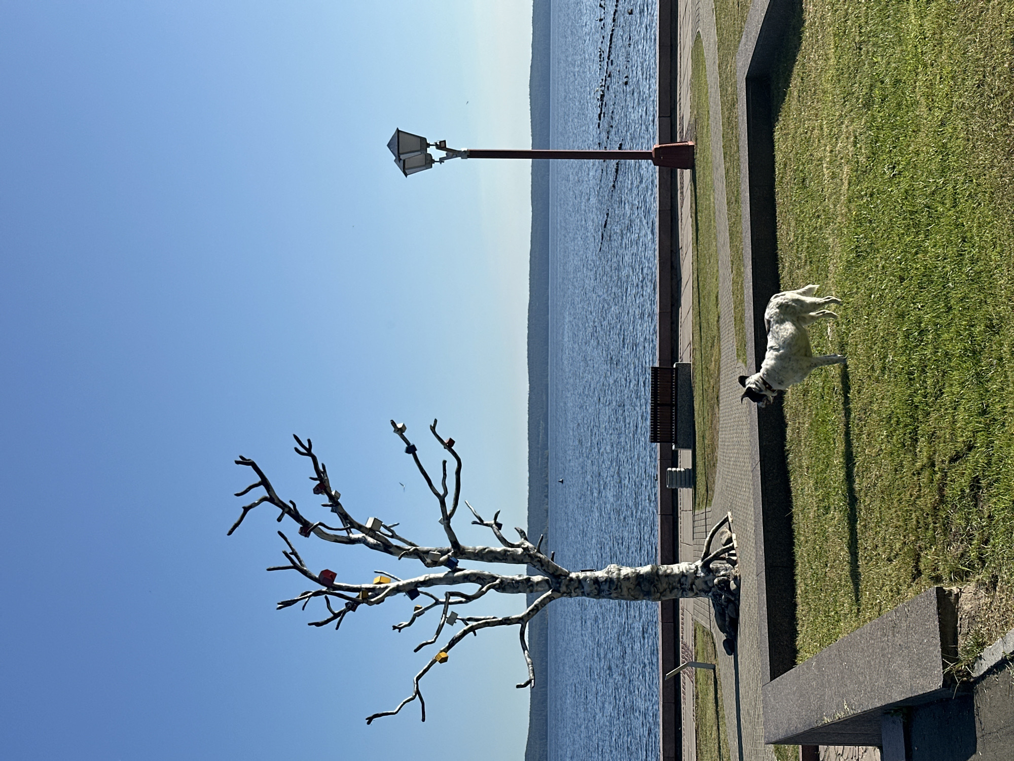 The image depicts a sunny day scene at Onega embankment in Petrozavodsk, Russia. A white and black dog is standing on a grassy area in the foreground. To the left of the dog, a decorative tree sculpture with colorful birdhouses is placed on a paved walkway. In the background, a calm blue body of water, likely Lake Onega, stretches to the horizon, with a distant tree line. A lamppost stands to the right of the tree sculpture. The environment suggests a public park or promenade with benches and stone borders visible.