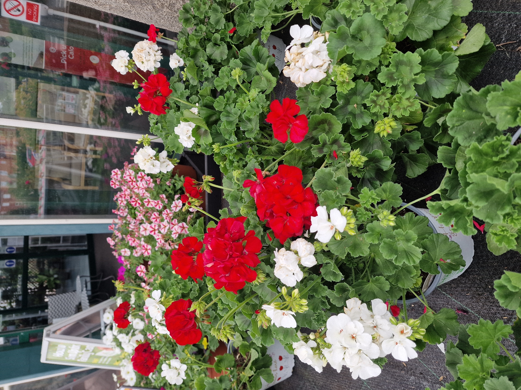 This media file shows an outdoor scene featuring several planters filled with vibrant red and white geraniums, as well as some smaller pink and white striped flowers. The plants are lush and healthy, with abundant green foliage. In the background, a building with large glass windows and doors is visible, reflecting the surroundings. A "NO SMOKING" sign is also present on one of the windows. Some of the planters are dark colored pots, while one white pot with red heart designs is also visible. The scene appears to be set during daylight hours, likely in the morning or afternoon, given the natural lighting. The overall impression is one of a well-maintained outdoor space, possibly a shop entrance or a garden center, with a focus on the colorful floral displays. There are no people visible in the image. The text "Pick u Calo" is visible on a red sign in the window reflection.