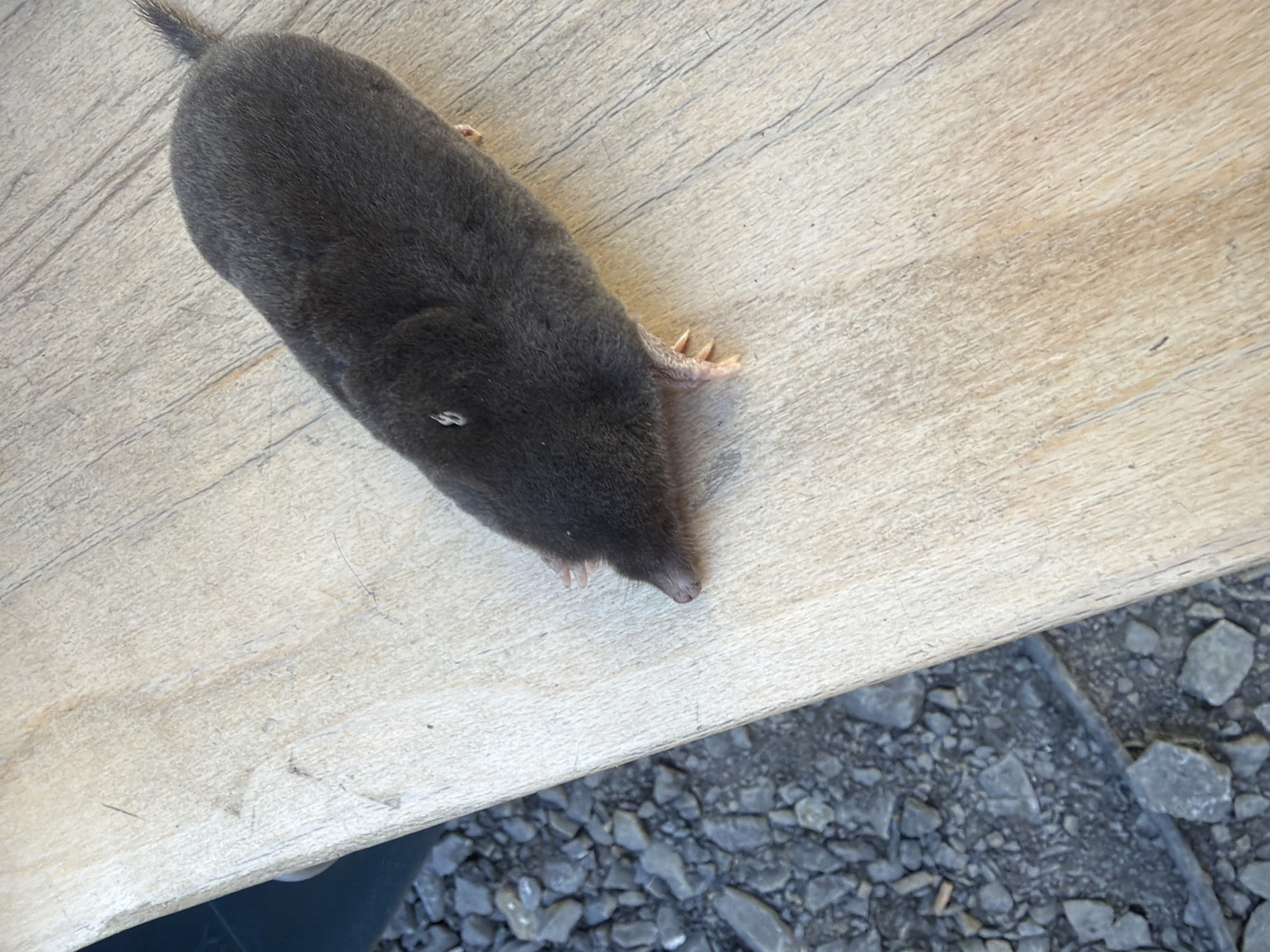 A dark-furred mole is positioned on a light-colored wooden plank. The mole is facing towards the lower left of the image, with its snout pointing downwards. Its body is elongated and covered in dense, short fur. Small, pink paws with visible claws are extended, with one paw on the wooden plank and another slightly behind it. A short, thin tail extends upwards from the rear of the mole. A small, white marking is visible on the mole's back.
The wooden plank has a grainy texture with visible lines and some faint scratches. To the left of the plank, the ground is covered in small, grey stones and some darker debris. In the upper left corner, a dark, out-of-focus object is partially visible.
The scene appears to be outdoors, possibly in a garden or a similar naturalistic setting. There is no indication of a specific location within the city of Stróża, Poland, beyond the general context of an outdoor environment. There are no people or other animals present in the image.