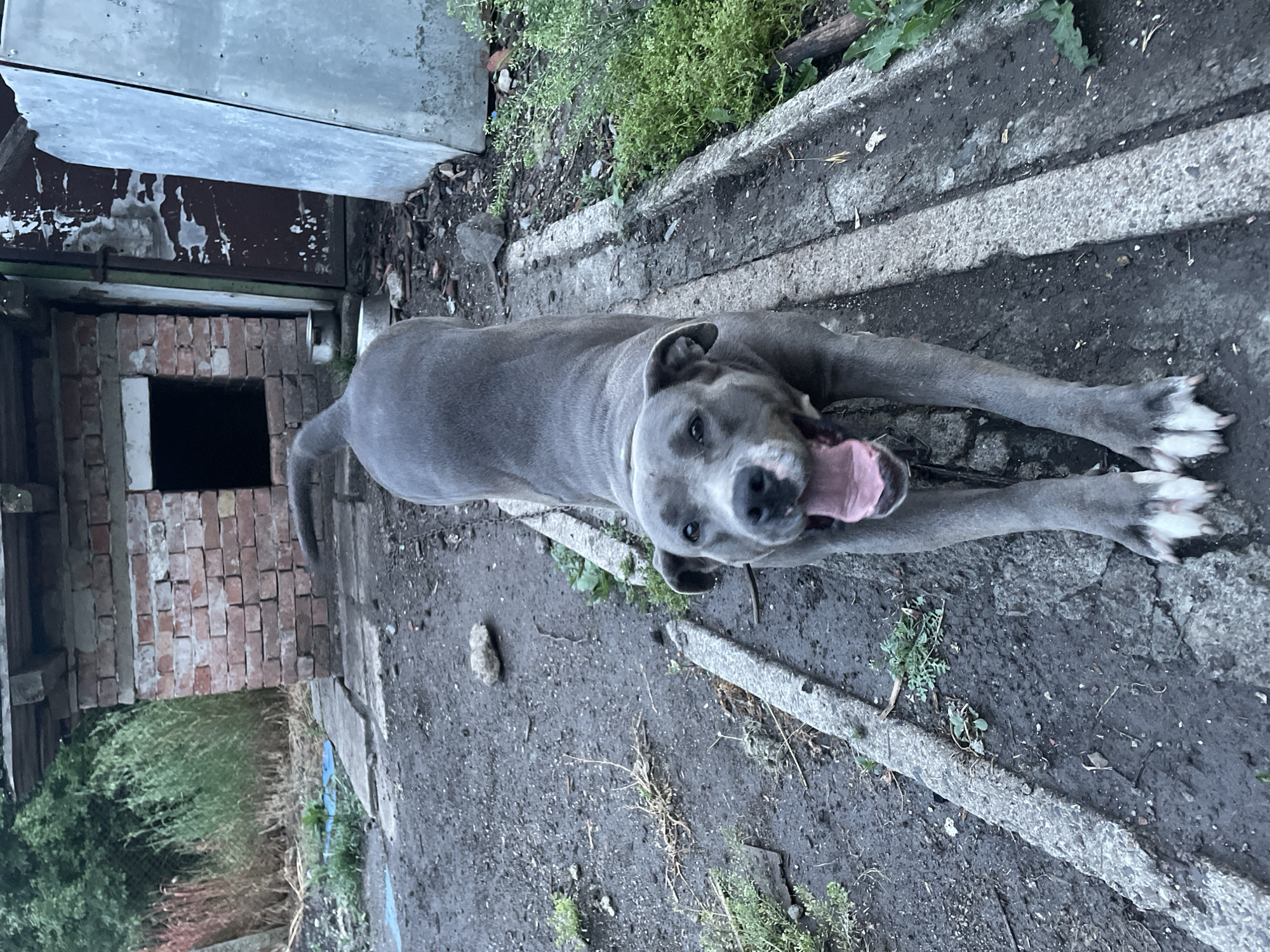 A gray pit bull-type dog stretches on a concrete surface. The dog has white paws and a pink tongue sticking out. To the dog's left is a brick structure with a dark opening. Adjacent to the brick structure is a dilapidated metal wall. The ground is mostly dirt and concrete with some vegetation. The location is an urban area, but the exact location in Burgas, Bulgaria, cannot be determined from the image.