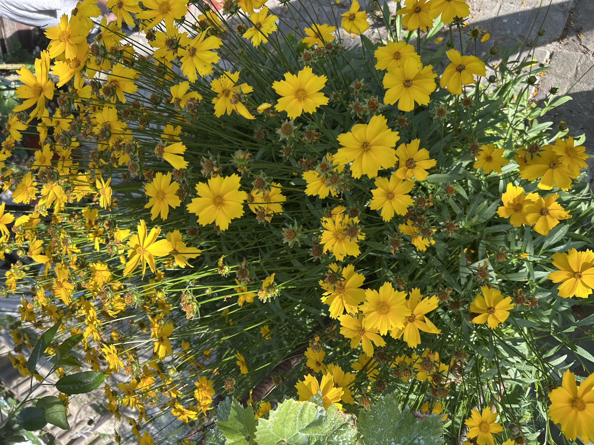 A high-angle, close-up shot captures a dense cluster of vibrant yellow flowers, likely Coreopsis, in full bloom. The flowers, varying in size and stage of bloom, fill the frame with their bright petals and dark centers. Numerous unopened buds and spent seed heads are also visible amongst the blossoms. The stems are a deep green, and the foliage is fine and wispy, creating a lush backdrop. The flowers are situated outdoors, with hints of a concrete pathway visible in the lower right quadrant, suggesting an urban or garden setting. Sunlight illuminates the scene, casting distinct shadows and highlighting the texture of the petals. The image appears to have been taken in Gelendzhik, Russia, given the context of the request. No people are clearly visible in the image.
