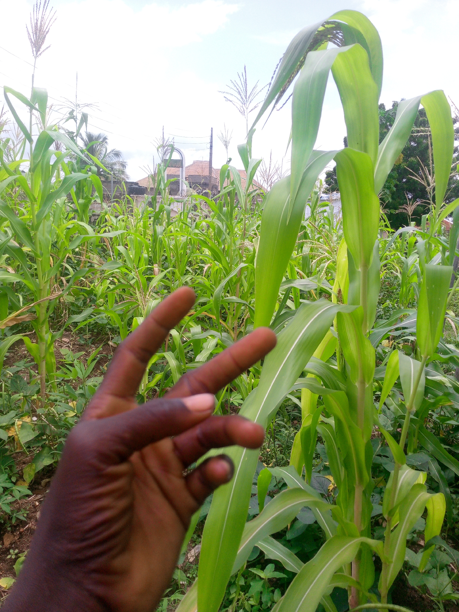 A medium shot captures a hand with dark skin in the foreground, with the index and middle fingers extended upwards in a V-sign gesture, set against a backdrop of a lush cornfield. The corn stalks, which are tall and vibrantly green, dominate the scene, their broad leaves unfurling towards the sky. In the mid-ground, hints of buildings with tiled roofs and palm trees suggest an urban fringe or a rural setting within Adankolo, Nigeria. The sky above is a bright, overcast white, indicating diffused daylight. The overall impression is of a candid snapshot taken within a cultivated agricultural space, possibly a farm or garden, in Nigeria.