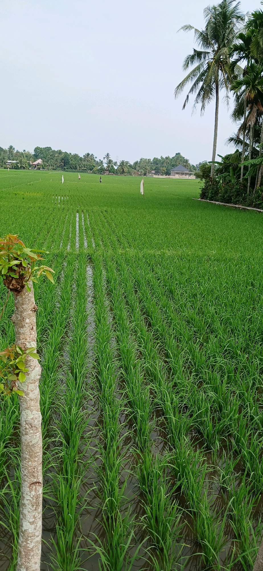 The image depicts a meticulously cultivated rice paddy field in Darussalam, Indonesia. The field is characterized by rows of vibrant green rice seedlings, neatly planted in flooded terraces. In the foreground, the trunk of a young tree, possibly a fruit tree due to its budding leaves, stands to the left, its bark exhibiting a light, mottled texture. Beyond the immediate rows of rice, the field stretches towards the horizon, dotted with a few white flags, likely markers or scarecrows to deter birds. In the middle ground, several figures, appearing to be farmers, are visible working amongst the rice stalks. The background reveals a lush landscape of tropical trees and vegetation, punctuated by scattered houses with red roofs, typical of a rural Indonesian settlement. Tall palm trees, characteristic of the region, tower over the scene, with their fronds casting shadows on the field. The sky above is a pale, overcast blue, suggesting either early morning or late afternoon light. The overall impression is one of a productive and serene agricultural environment.