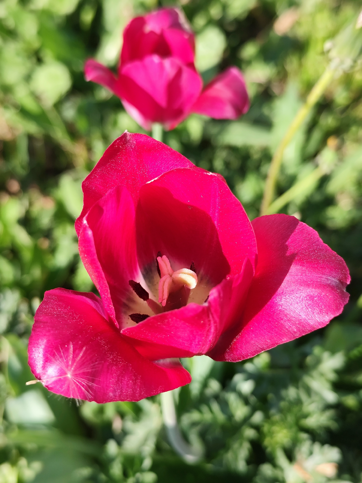 The image shows a close-up of a vibrant pink tulip in bloom. The flower is the primary focus, with its petals fully open, revealing the inner structure, including the pistil and stamens. Another blurred tulip is visible in the background, suggesting a garden or a planted area. The surrounding environment consists of green foliage, likely other plants and grass. The location cannot be determined from the image.