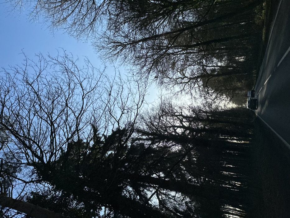 The scene depicts a two-lane asphalt road in the Breckland District, United Kingdom, viewed from a moving vehicle. The road, marked with solid and broken white lines, is bordered on both sides by a dense avenue of tall trees, predominantly bare deciduous trees displaying intricate branch structures, interspersed with dark evergreen conifers, particularly on the left. These trees are silhouetted against a clear, pale blue sky, which exhibits a bright, diffuse halo effect in the distant background, indicative of a low sun. Three dark-colored passenger vehicles are observed traveling away from the camera on the road in the mid-ground. The road surface in the foreground appears damp or reflective. The environment is consistent with a rural or semi-rural forested thoroughfare during a season of minimal foliage. No individuals are visible.
