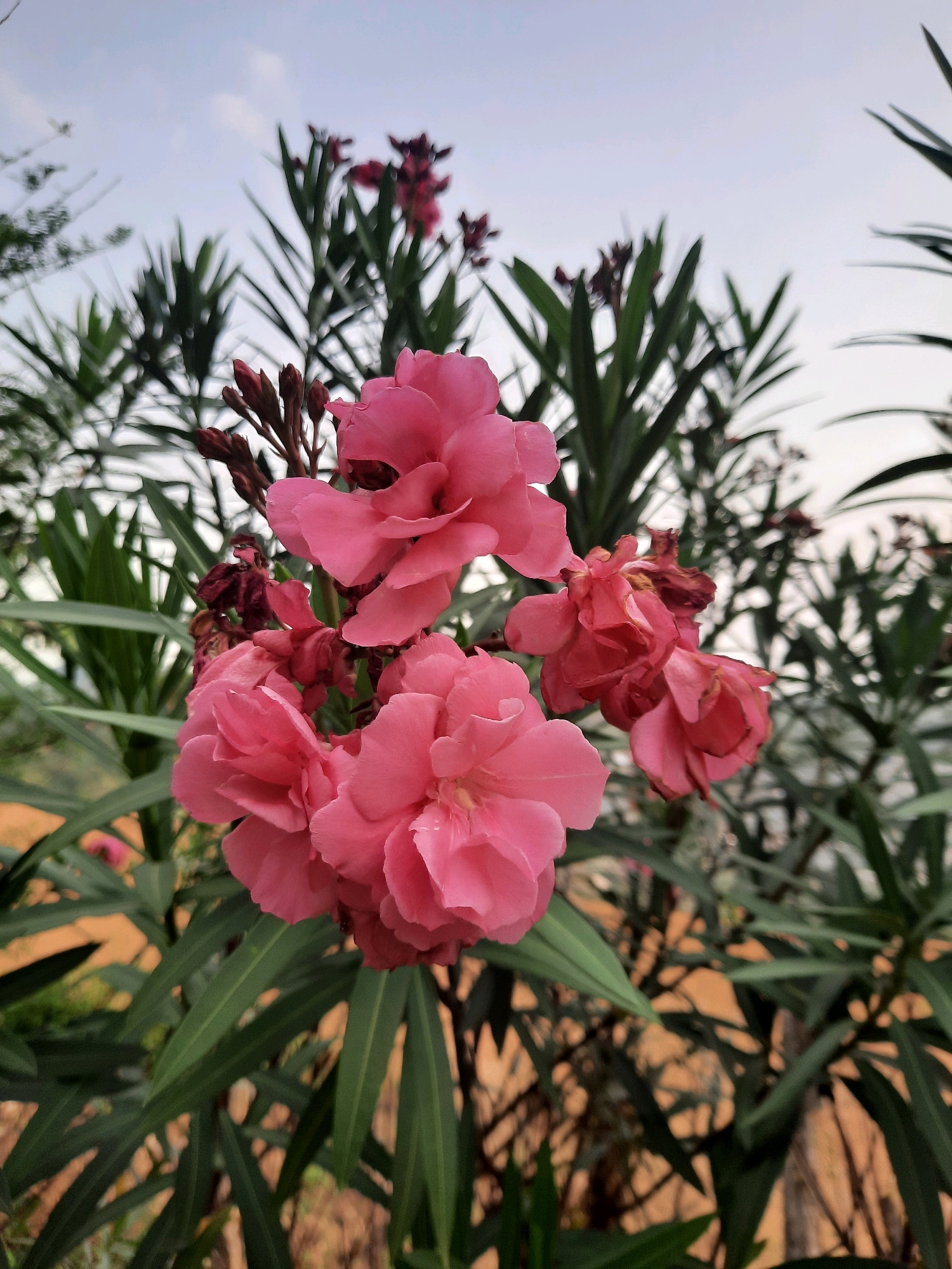 In Babakan Madang, Indonesia, a close-up shot focuses on a cluster of vibrant pink oleander flowers. The blossoms are the primary subject, with their delicate petals filling the foreground. Behind the flowers, the long, slender green leaves of the oleander plant create a soft, blurred background. In the distance, the sky is overcast with a pale, muted color. The overall impression is one of natural beauty, with the focus on the intricate details of the flowers and the surrounding foliage.