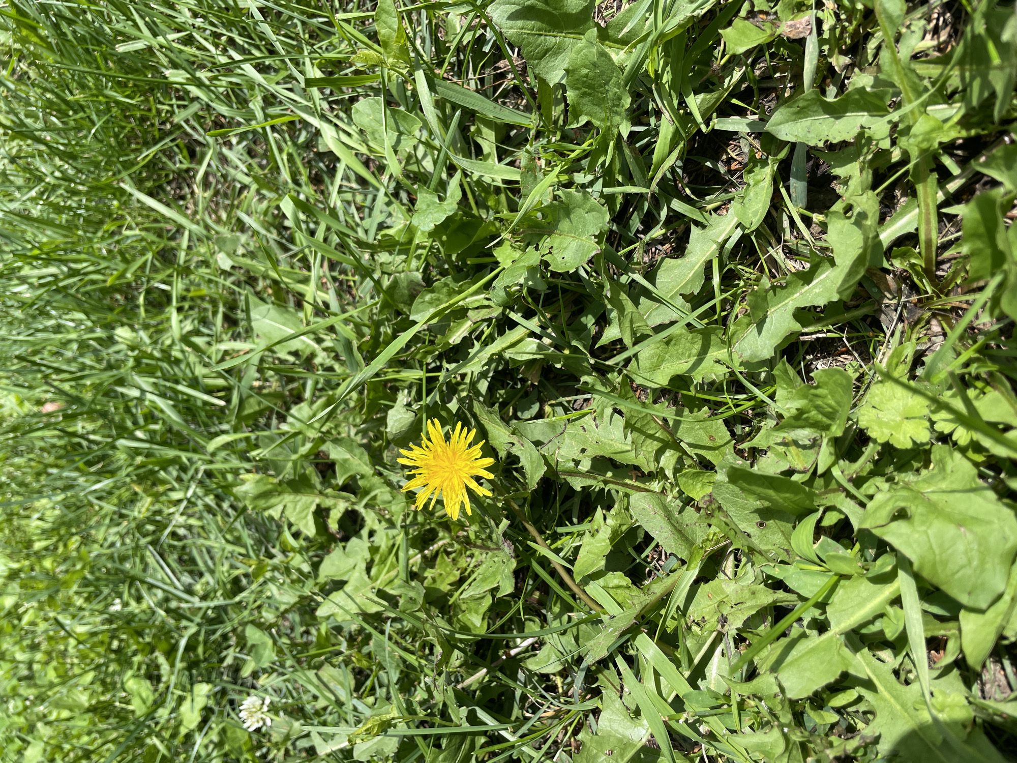 The image shows a close-up view of a dandelion flower in a grassy area, likely a lawn or a field. The dandelion is bright yellow and is in full bloom, with its petals spread open. It is surrounded by various green leaves and blades of grass, some of which appear to be dandelion leaves with their characteristic jagged edges. The sunlight illuminates the scene, creating shadows and highlighting the textures of the plants. There are no people or man-made objects visible in the frame, suggesting a natural or semi-natural outdoor environment. The location in the city of Верхнее Казачье, Russia, is not visually evident from the image itself.