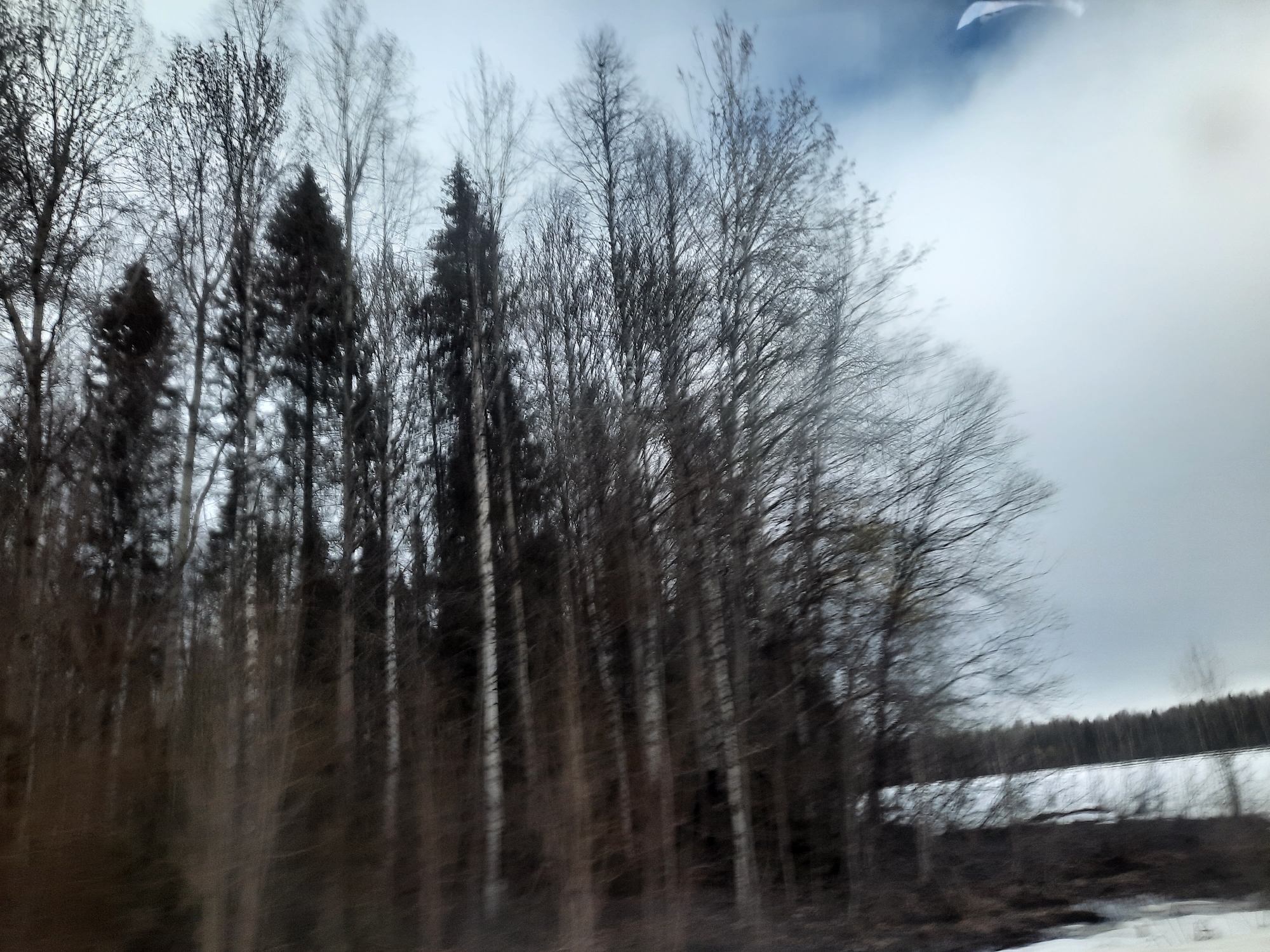 The image depicts a winter landscape in Архангельское, Russia. A dense thicket of bare trees, primarily birch, with some coniferous trees mixed in, dominates the foreground. The ground is partially covered in snow and appears to be wet in places, likely from melting. In the background, a strip of coniferous forest is visible, topped by a cloudy, overcast sky. The overall impression is one of a cold, bleak, and typical Russian winter scene. The image appears to be taken from a moving vehicle, indicated by the slight blurring.