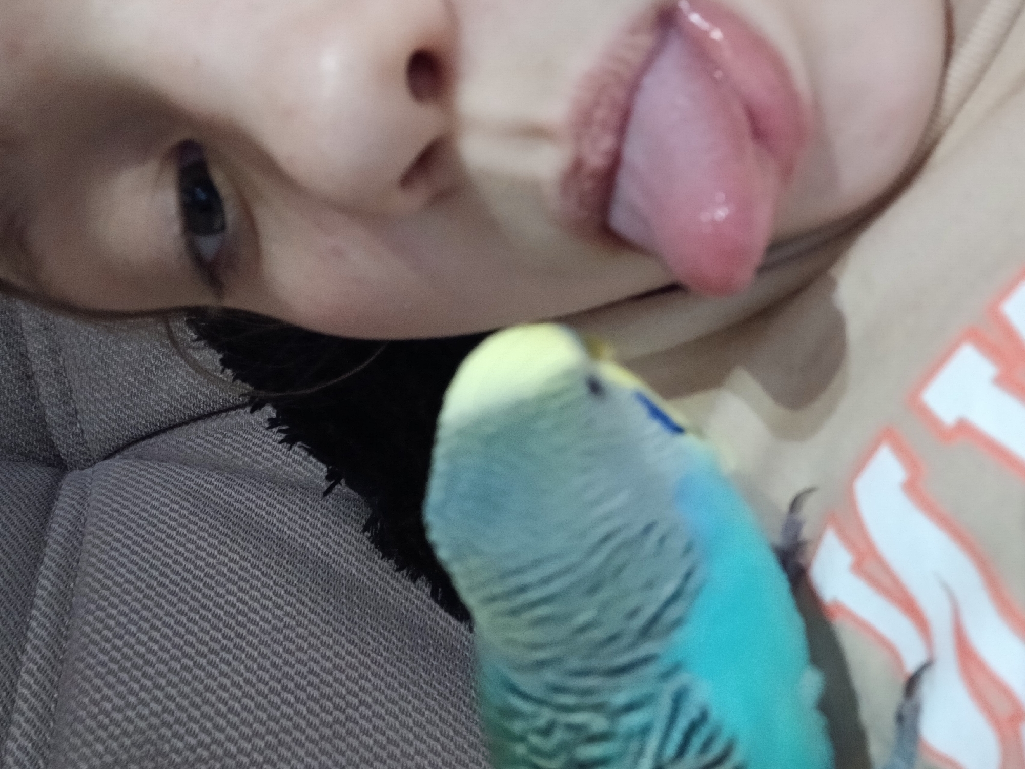 A person is shown with their face close to the camera, sticking out their tongue. A blue and green budgerigar bird is perched in front of them. The person's left eye is visible, and their nose and mouth are also in focus. The background includes a gray textured fabric and a partial view of an orange and white design on what appears to be clothing. The location in Krasnodar, Russia, cannot be determined from the image.