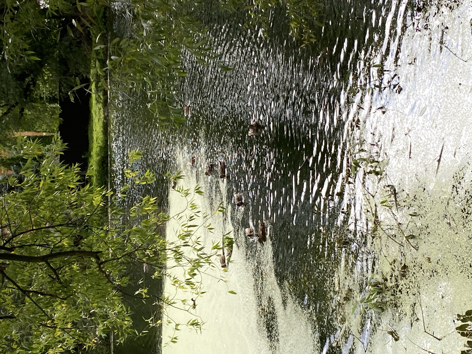 The image shows a pond with several ducks swimming. The pond is partially covered with green algae and aquatic plants, with some areas of clear water reflecting sunlight. Overhanging branches of a tree with green leaves are visible in the foreground and on the right side of the image. In the background, there are more trees and greenery. The scene appears to be an outdoor natural setting.