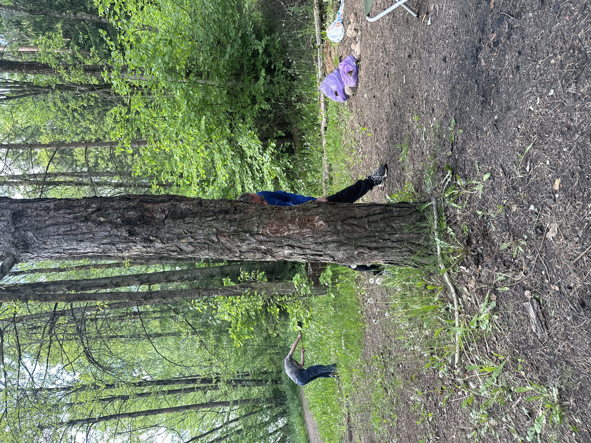 The image shows a forest setting. A large tree trunk dominates the foreground. A man in a blue shirt and dark pants is leaning against the tree. To the right of the tree is a patch of ground with dirt, leaves, and some vegetation, as well as a partially visible purple plastic bag and white objects. Behind the tree and to the left is a dense forest with green foliage. Further back and lower in the frame, another individual is visible, interacting with the environment, possibly holding a stick or branch. The ground in this area is covered with grass and dandelions. The location appears to be outdoors, likely within Юзуфоўскі сельскі Савет, Belarus, given the prompt.