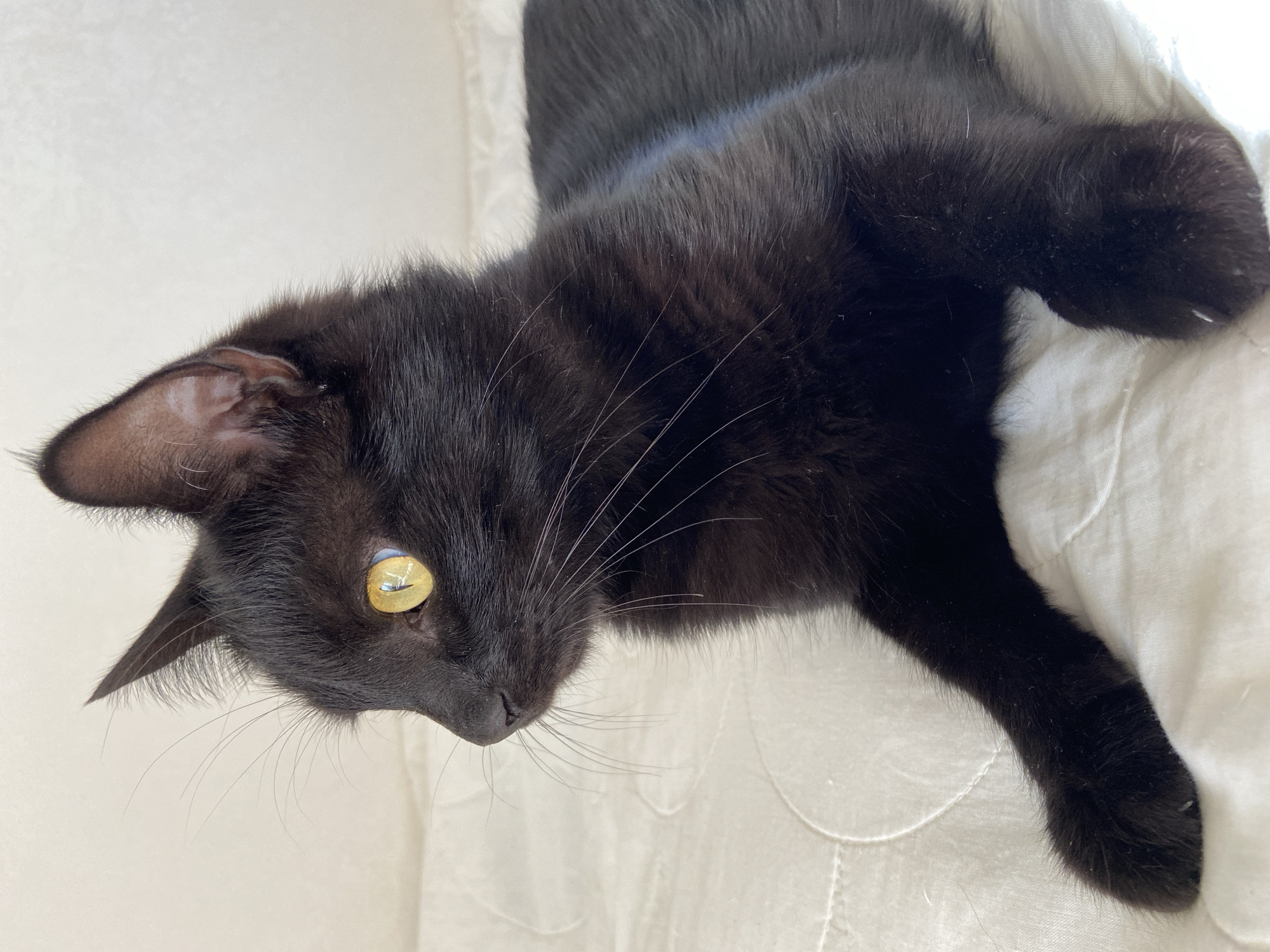 A black cat with bright yellow eyes is shown in a medium shot, lying on a white, textured surface. The cat is facing to the left of the frame, with its head turned slightly towards the viewer. Its fur appears sleek and dark, with a few stray white hairs visible on its paws and around its ears. The background is a soft, off-white color with subtle quilted patterns. The lighting is natural and diffused, creating a gentle glow on the cat's fur and highlighting the golden color of its eyes. The image appears to be taken indoors, likely in a home environment, with no other objects or people visible in the frame. The location is listed as Unknown, Unknown.
