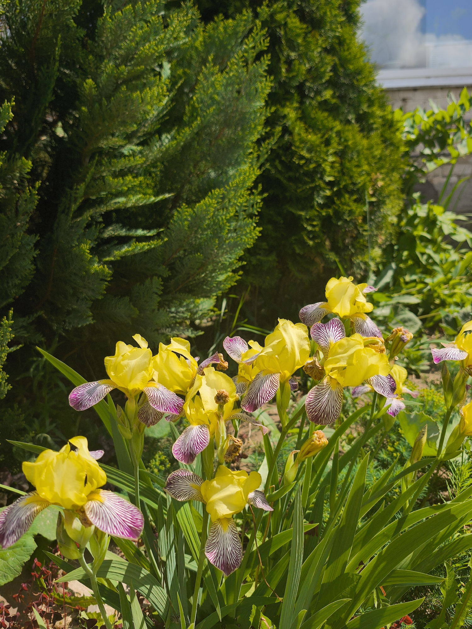 The image depicts a close-up view of a garden bed featuring several yellow iris flowers with distinctive purple and white striped beards. The irises are in full bloom, with their petals unfurled, and are surrounded by lush green foliage. In the background, a dense evergreen shrub forms a verdant backdrop, and a portion of a building with a brick wall and a window is visible, suggesting an outdoor, domestic setting. The scene appears to be set in the city of Kady, Russia, given the context. The lighting suggests it is daytime, with sunlight illuminating the flowers and casting shadows. There are no people or animals present in the image.