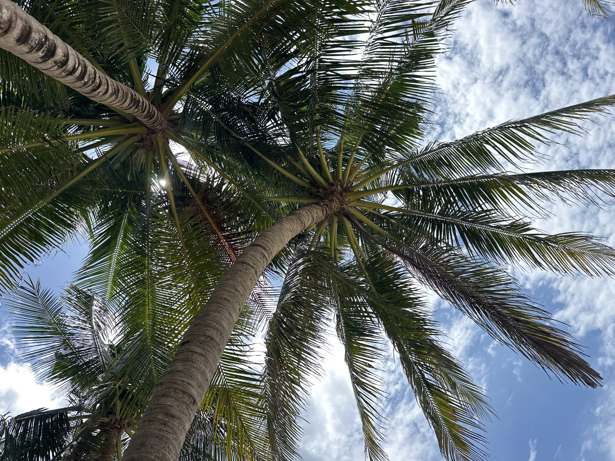 This image features a low-angle view looking upwards towards the sky through the fronds of several coconut palm trees. The sky is a vibrant blue, dotted with scattered white clouds. The rough, segmented trunks of the palm trees are visible, with their long, slender fronds creating a canopy overhead. Sunlight filters through the leaves, casting dappled light and creating highlights. The scene evokes a tropical atmosphere, characteristic of locations like Ko Samui District, Thailand, known for its palm-fringed beaches and lush vegetation. There are no people or specific man-made objects visible in the frame, focusing solely on the natural elements of the environment.