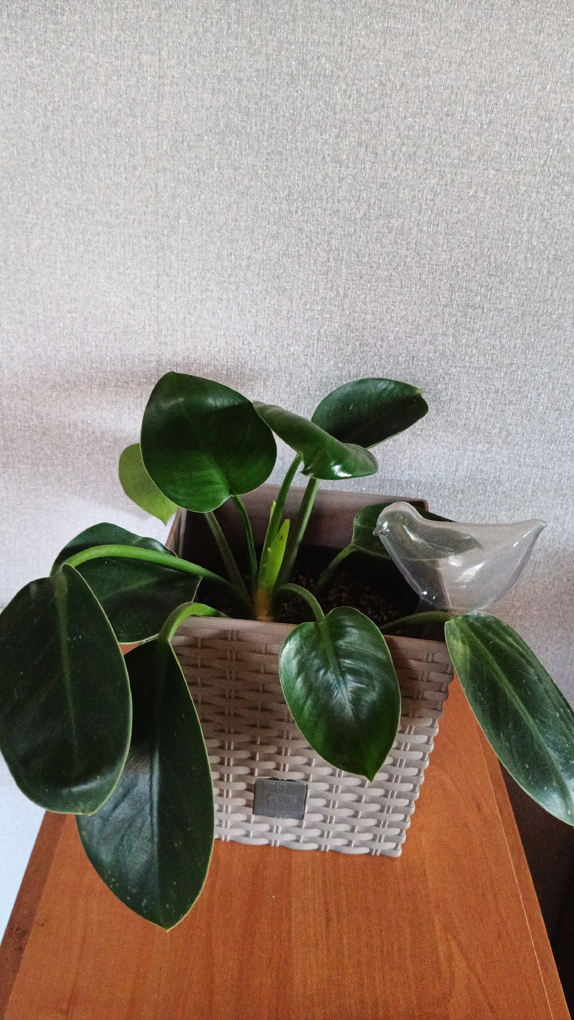A close-up shot shows a potted houseplant with large, dark green leaves. The plant is in a light-colored, woven planter, which sits on a wooden surface. A clear, bird-shaped watering device is placed in the planter. The background is a textured, light-colored wall. The image does not contain any information that would allow for its location to be identified as Kryvyi Rih, Ukraine.