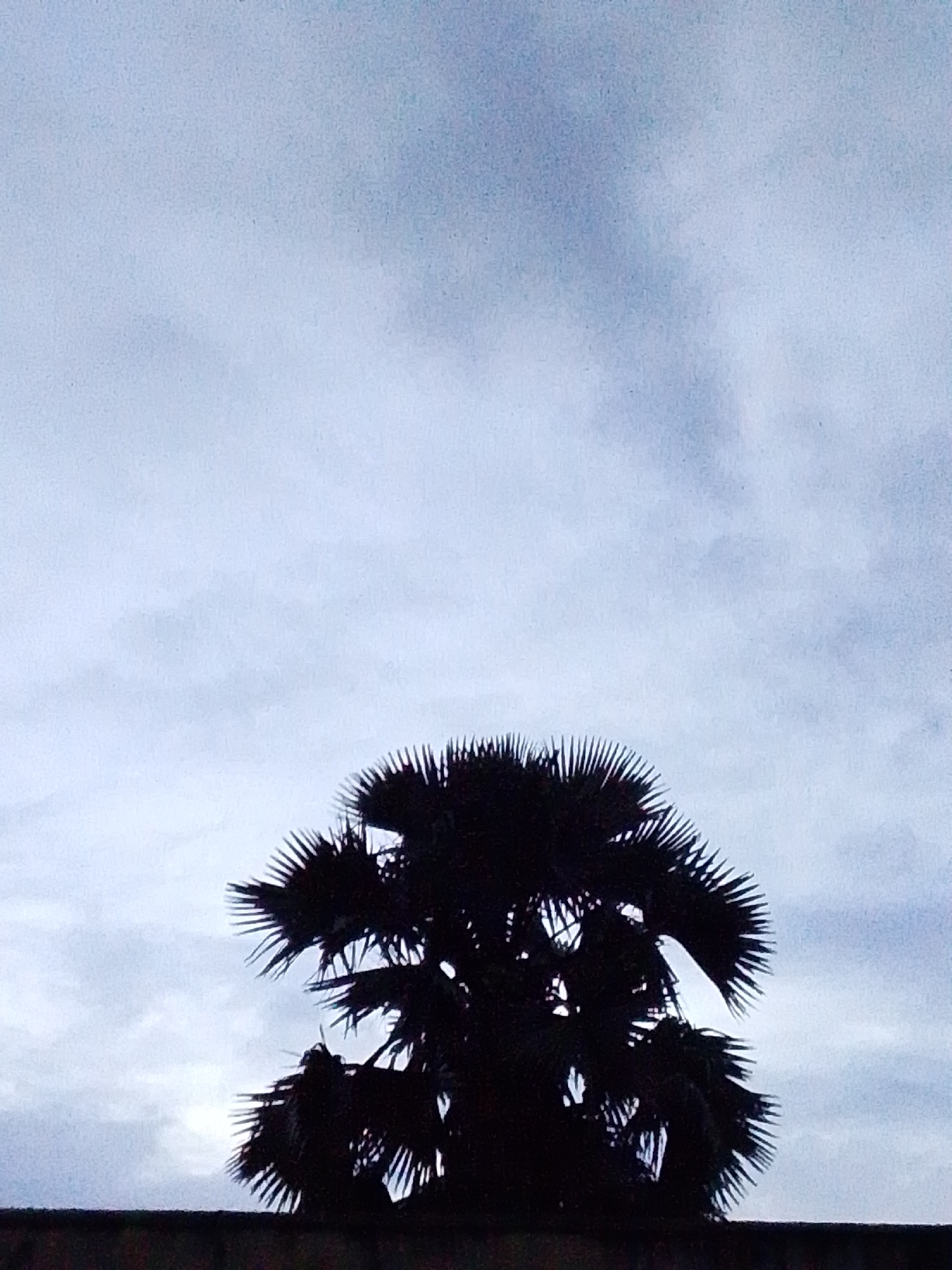 A silhouette of a palm tree is visible against a cloudy sky. The tree is dark and appears to be in full foliage, with its distinctive fan-shaped leaves clearly outlined. A dark, textured horizontal line, possibly a wall or rooftop, runs along the bottom of the image. The sky is overcast with diffused light, creating a subdued atmosphere. The scene is devoid of people or any discernible activity. The image captures a moment of natural scenery, with the palm tree as the central subject. The location in Serti, Nigeria, is noted as a geographical reference point for this image.