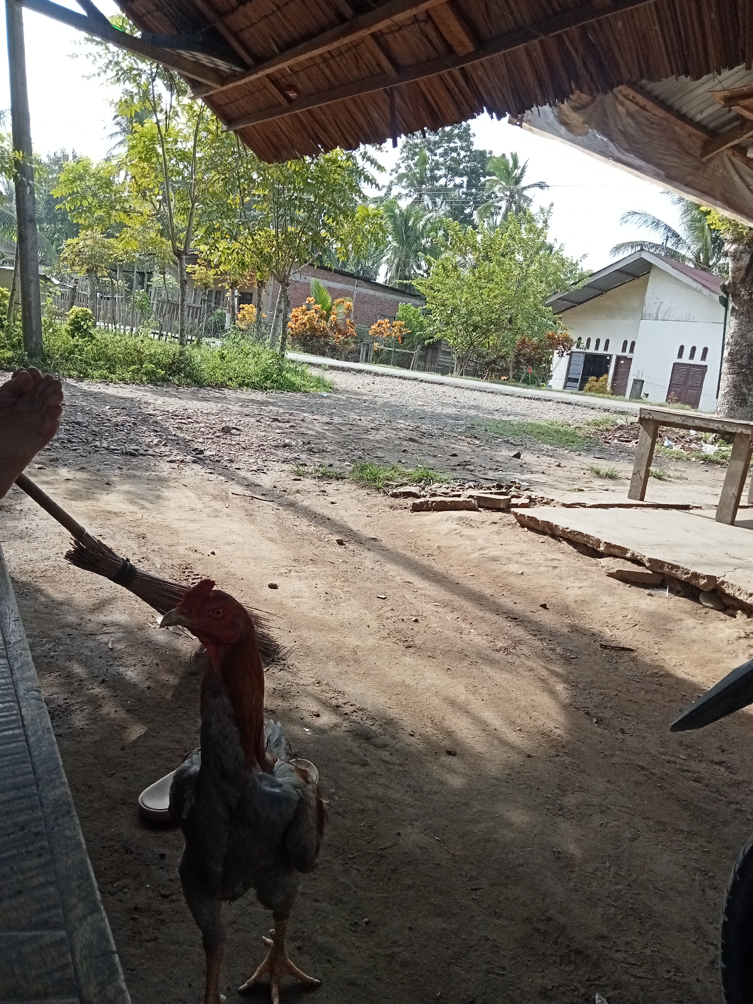 A rooster stands on a dirt ground in front of a wooden structure. The rooster is mostly gray and black with a red comb and wattle. It is facing to the left, with its head slightly tilted. To the left of the rooster, a broom is leaning against a wooden bench. A person's bare foot is visible on the bench, resting on the wooden surface. In the background, there are trees, houses, and a fence. The sky is visible through the trees. The scene appears to be in a rural area. The location is Matangsijuek Timur, Indonesia.