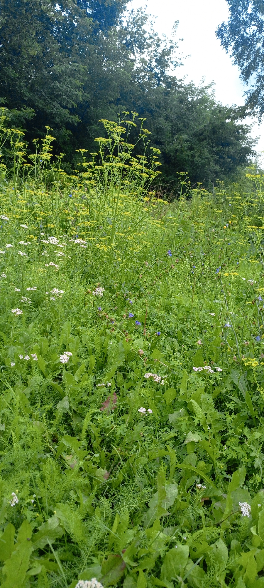 The image depicts a dense field of green vegetation, primarily consisting of various wild plants and flowers. Tall, slender stalks with clusters of small yellow flowers dominate the upper and central portions of the frame, suggesting a natural, untamed environment. Interspersed among these are smaller white flowers, resembling Queen Anne's Lace, and occasional blue flowers. The ground is covered in a thick carpet of broad, leafy plants and finely cut foliage, creating a rich tapestry of green textures. In the background, a line of dark green trees forms a dense forest edge, with the bright sky visible through some of the tree branches. The scene appears to be an outdoor natural setting, possibly a meadow or a clearing on the outskirts of a vegetated area. There are no people or man-made structures visible in the image. The lighting suggests it is daytime, with soft, diffused light casting gentle shadows. Based on the typical vegetation and the presence of deciduous trees, this scene could be found in a temperate climate. A specific location in Novokuznetsk, Russia, cannot be determined solely from the visual information provided in the image.