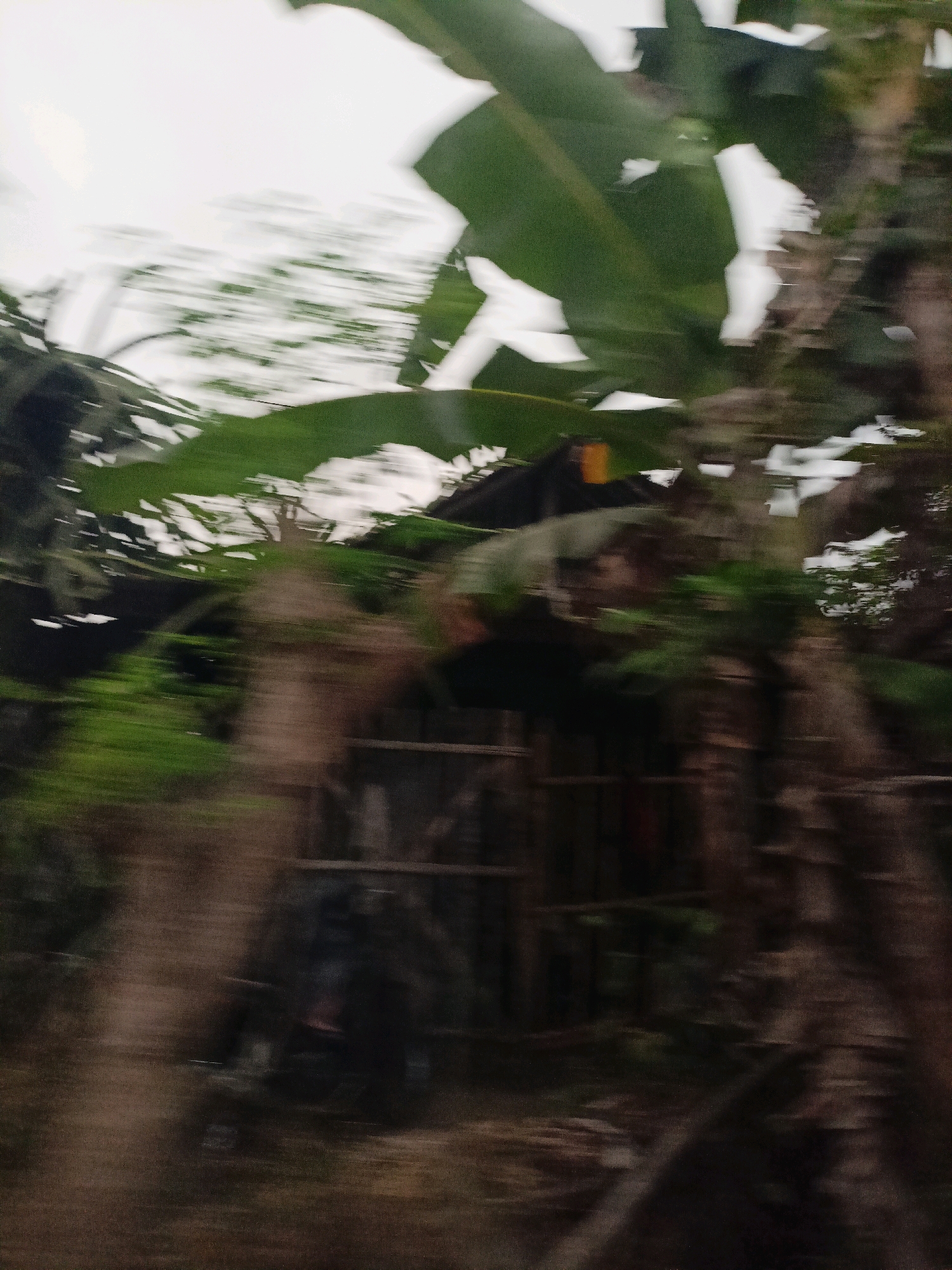The image shows a blurry, motion-filled scene that appears to be a snapshot of vegetation and possibly a dwelling or structure in Gandusari, Indonesia. Large, green leaves, likely from banana trees, dominate the upper portion of the frame, with white sky visible through them. The background is a blur of greens and browns, suggesting movement as the photo was taken. In the mid-ground, there are hints of a darker, possibly wooden structure with vertical supports, and some indistinct shapes that could be objects or possibly people. The overall impression is one of a tropical environment, possibly a rural or semi-rural area, captured while in motion. The blurriness indicates that the photo was taken from a moving vehicle or with a fast-moving subject.