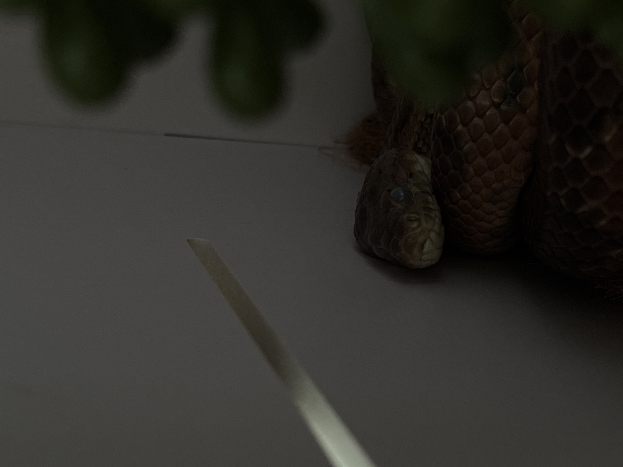 An overhead shot shows the head of a light brown snake with blue eyes resting on a coiled brown body. The snake is positioned on a dark textured surface. To the left of the snake, a thin, white, angled object is visible against a dark grey background. To the right of the snake, out-of-focus green foliage can be seen. The overall lighting is dim, casting shadows that obscure some details.