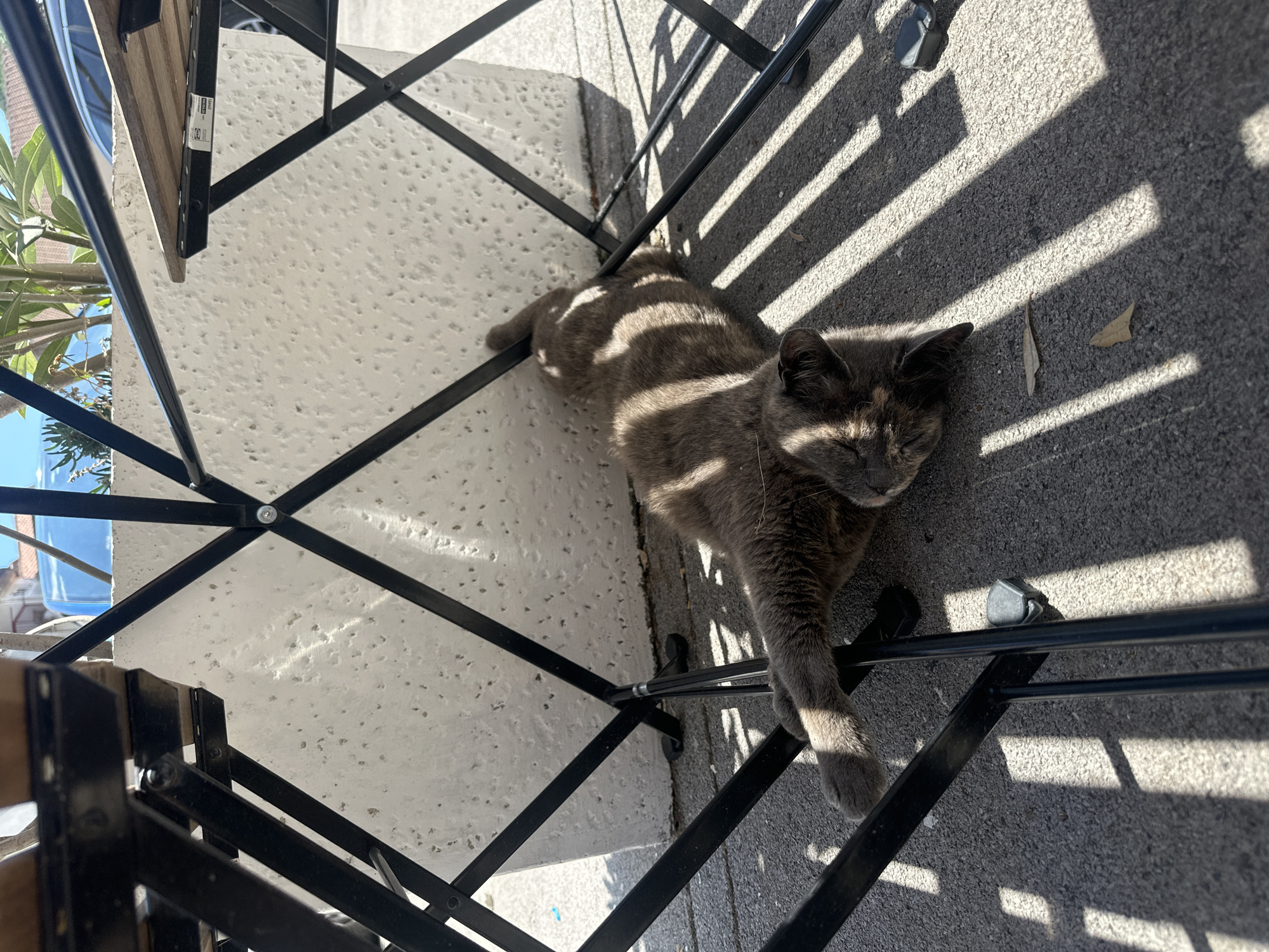 A gray cat is lying on a shaded concrete floor next to a white concrete wall, both partially covered by the shadow-casting frame of an outdoor table. The table, with its black metal frame and light-colored wooden top, is situated on an outdoor terrace or patio. The scene is bathed in bright sunlight. The location may be Budva, Montenegro.