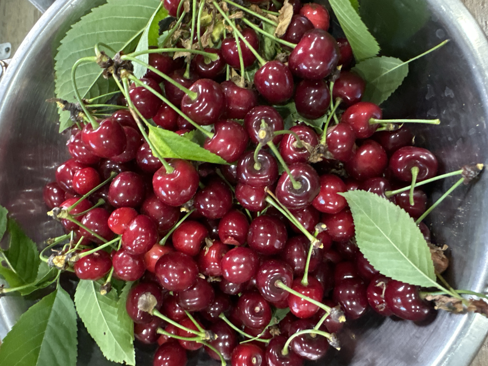 A top-down, close-up shot shows a silver metal bowl filled with a large quantity of dark red cherries, many still attached to green stems. Several green leaves from the cherry tree are mixed amongst the cherries. The cherries are shiny, reflecting light. The background appears to be a plain surface, potentially another part of the bowl or countertop. The location, Lehchevo, Bulgaria, is not apparent from the image.