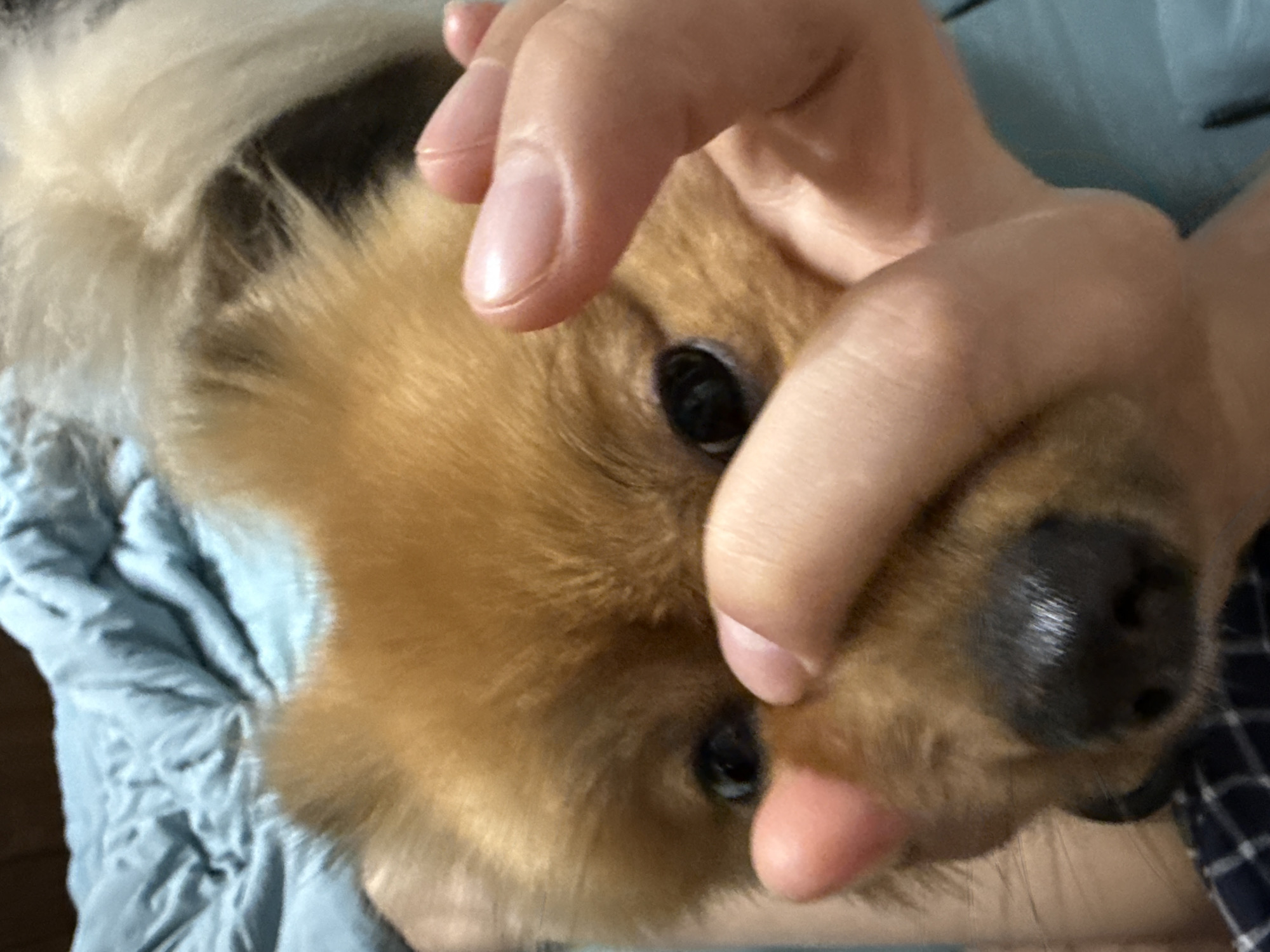 The image is a close-up, eye-level shot of a small, light brown dog. The dog's face is partially obscured by a human hand, with fingers gently pressing on its snout and eye area. The dog has dark, round eyes and a wet, black nose. Its fur is fluffy and a mix of light brown and lighter blonde colors. The background shows a soft, blue fabric, likely a blanket or bedding, with some wrinkles and folds. The image quality is slightly blurry, suggesting it was taken with a mobile phone. The setting appears to be indoors, possibly a bed or couch, given the presence of soft furnishings. The provided location information, "Khimki, Russia," cannot be determined from the visual content of the image itself.
