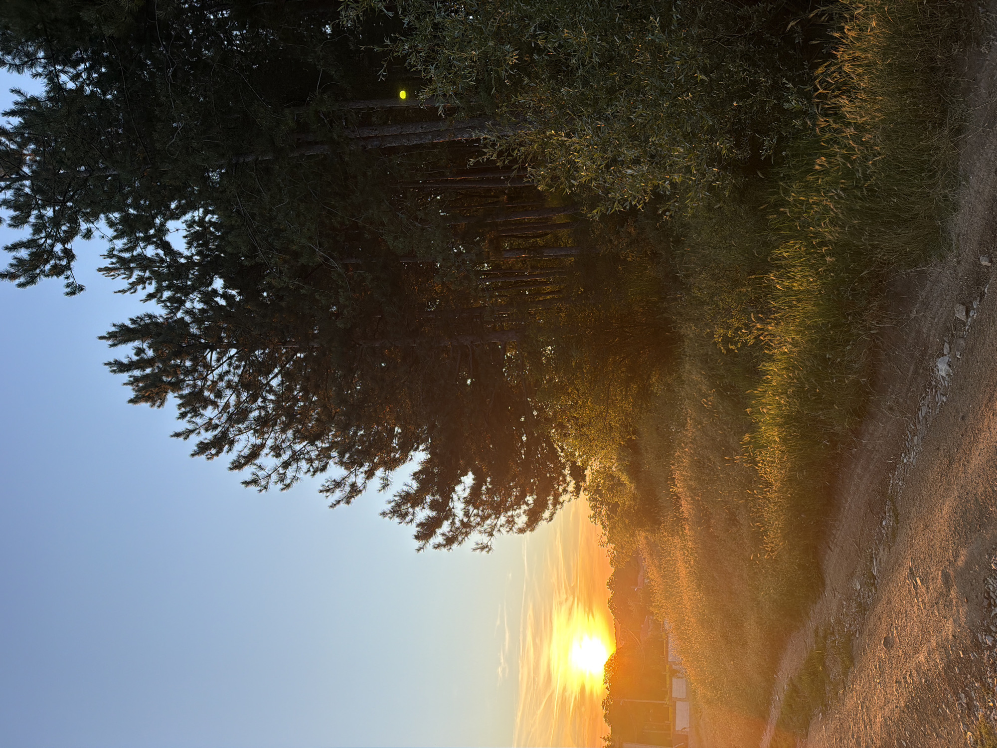 The image depicts a rural landscape at sunset, with the sun low on the horizon casting a warm, golden light. A dirt road curves through tall grass and sparse vegetation in the foreground. To the right, a dense line of tall pine trees dominates the scene, their dark green foliage contrasting with the bright sky. In the distance, a few structures are visible amidst trees, suggesting a small settlement. The sky is a clear, soft blue, with faint wisps of clouds tinged orange by the setting sun. No people or animals are visible. The scene appears to be an outdoor, natural setting, possibly on the outskirts of the city of Muldava, Bulgaria, given the rustic road and vegetation typical of such regions.