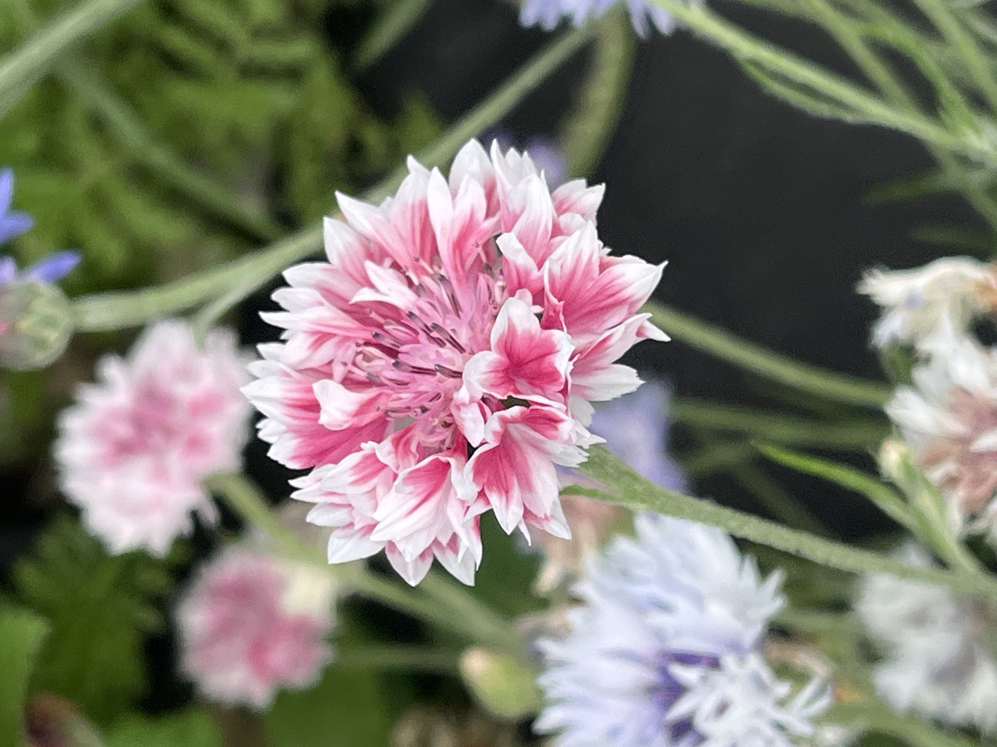 In Il'ino, Russia, a macro photograph captures a vibrant pink and white double-petaled cornflower in sharp focus. Its delicate petals are fringed with white and display a gradient of pink towards the center, where finer, darker pink stamens are visible. The flower is positioned on the right side of the frame, with its stem extending downwards. In the background, out-of-focus elements include soft pink flowers, pale blue cornflowers, and lush green foliage, suggesting a garden setting. The overall impression is one of natural beauty and soft light.