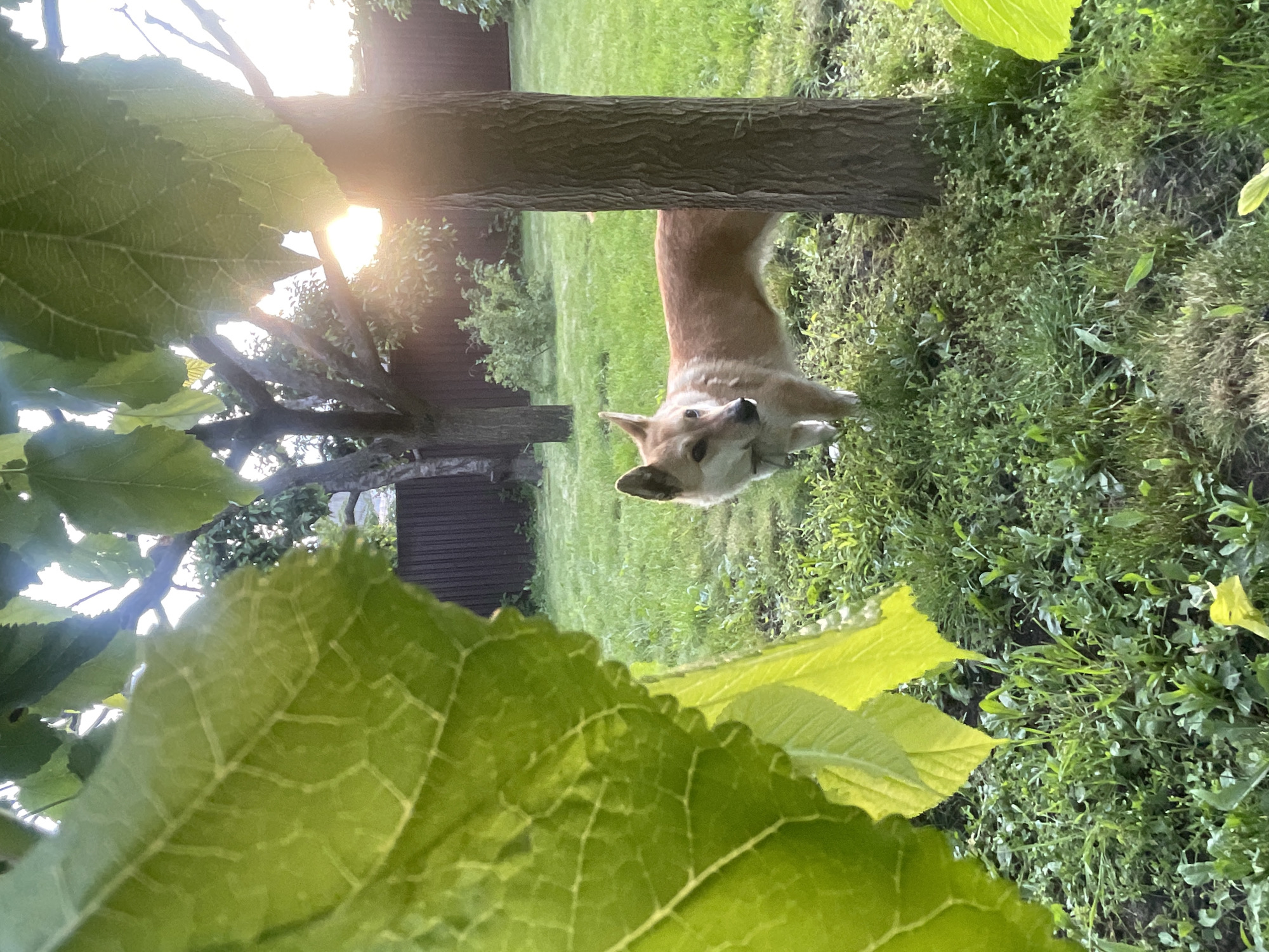 A medium shot captures a tan dog with pointy ears standing in a grassy backyard. The dog is partially obscured by a tree trunk on the right side of the frame. In the foreground, a large green leaf dominates the left side of the image. The background shows more trees, a wooden fence, and a bright sun flare emanating from behind a tree. The scene appears to be outdoors during daylight.