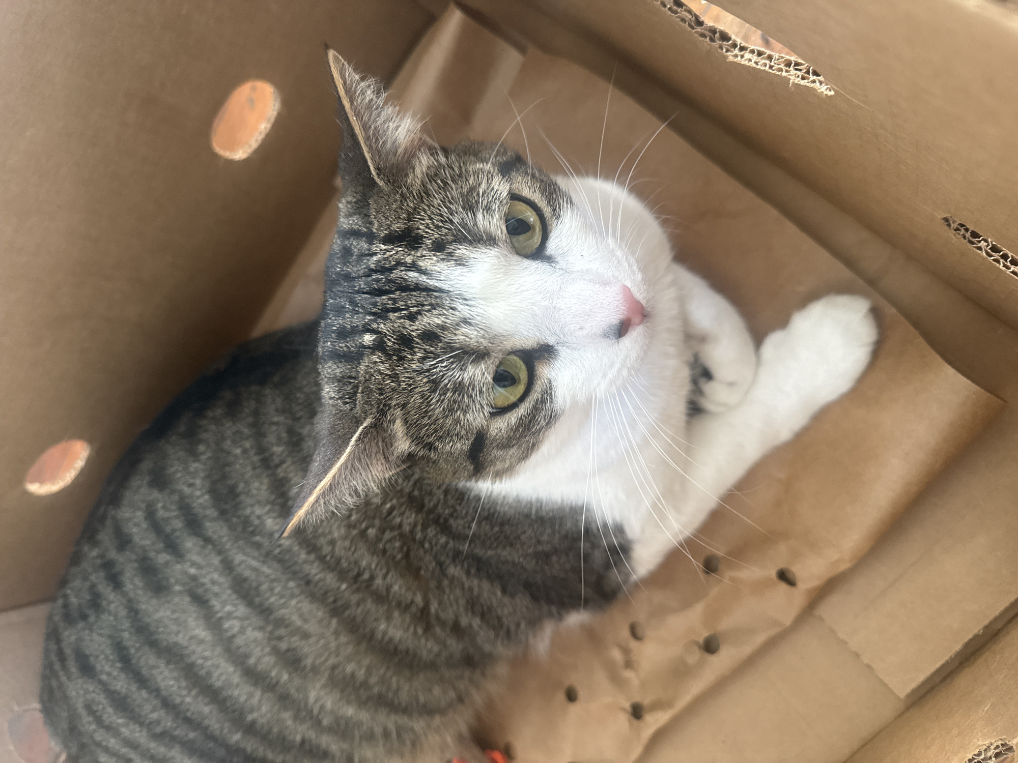 A grey and white tabby cat with green eyes lies in a cardboard box. The cat is positioned on a brown paper liner inside the box. The cat is looking up towards the camera. The box is made of corrugated cardboard with punched out holes visible on the sides. The location is unspecified.