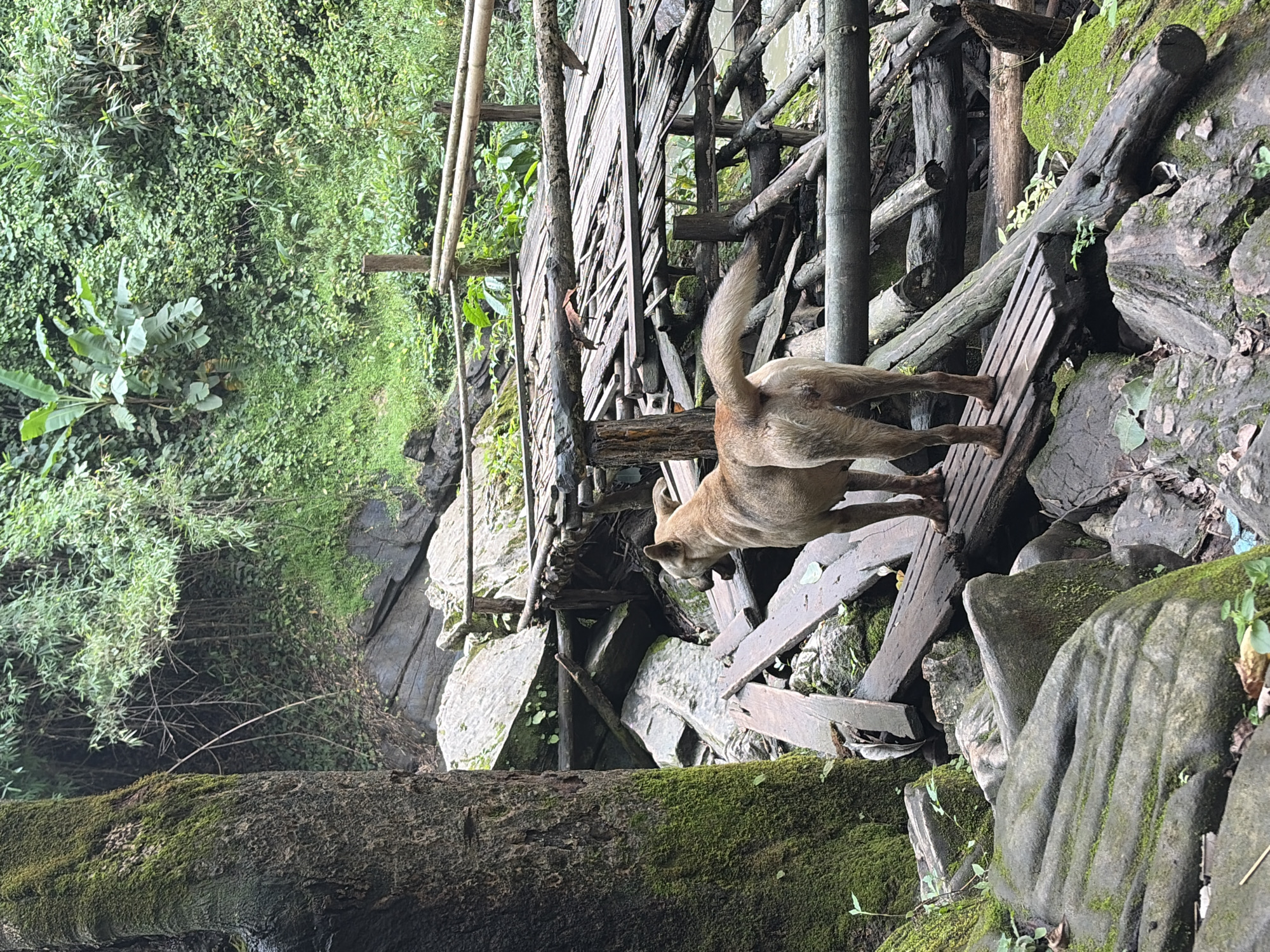 A medium-sized, tan-colored dog stands on a wooden walkway, facing away from the camera and looking towards a lush, green hillside. The dog has a short, furry coat and a bushy tail that is slightly raised. The walkway is constructed from roughly cut wooden planks and branches, appearing somewhat weathered and unstable. It is built over a jumble of rocks and fallen logs, suggesting a natural or semi-developed environment.
The background is dominated by dense vegetation, with a variety of trees, shrubs, and vines creating a rich tapestry of green. Large, moss-covered rocks are scattered throughout the foreground and midground. In the distance, a body of water, possibly a stream or river, is visible, reflecting the greenery. A bamboo railing runs along the side of the walkway, further hinting at a rustic, perhaps rural setting. The lighting suggests an overcast or shaded day, with soft, diffused light illuminating the scene. The overall impression is one of a natural, untamed environment, possibly a park or a remote area near Ban Huai Takhrai, Thailand.