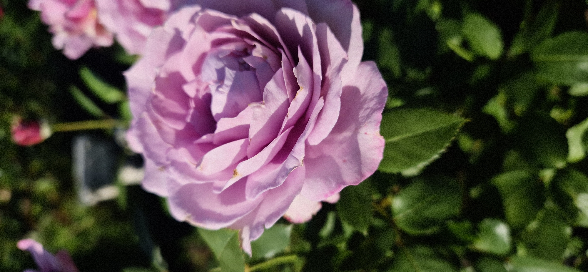 The image shows a close-up view of a pink rose in bloom, with its petals unfurling. The rose is the primary subject, occupying the majority of the frame. The background is softly blurred, with dark green foliage and hints of other out-of-focus pink flowers and a red bud. The lighting suggests it is daytime, with sunlight casting shadows on the rose petals. The image does not contain any information that would indicate a specific location in the city of Tyumen, Russia, nor does it depict any people, actions, or interactions.