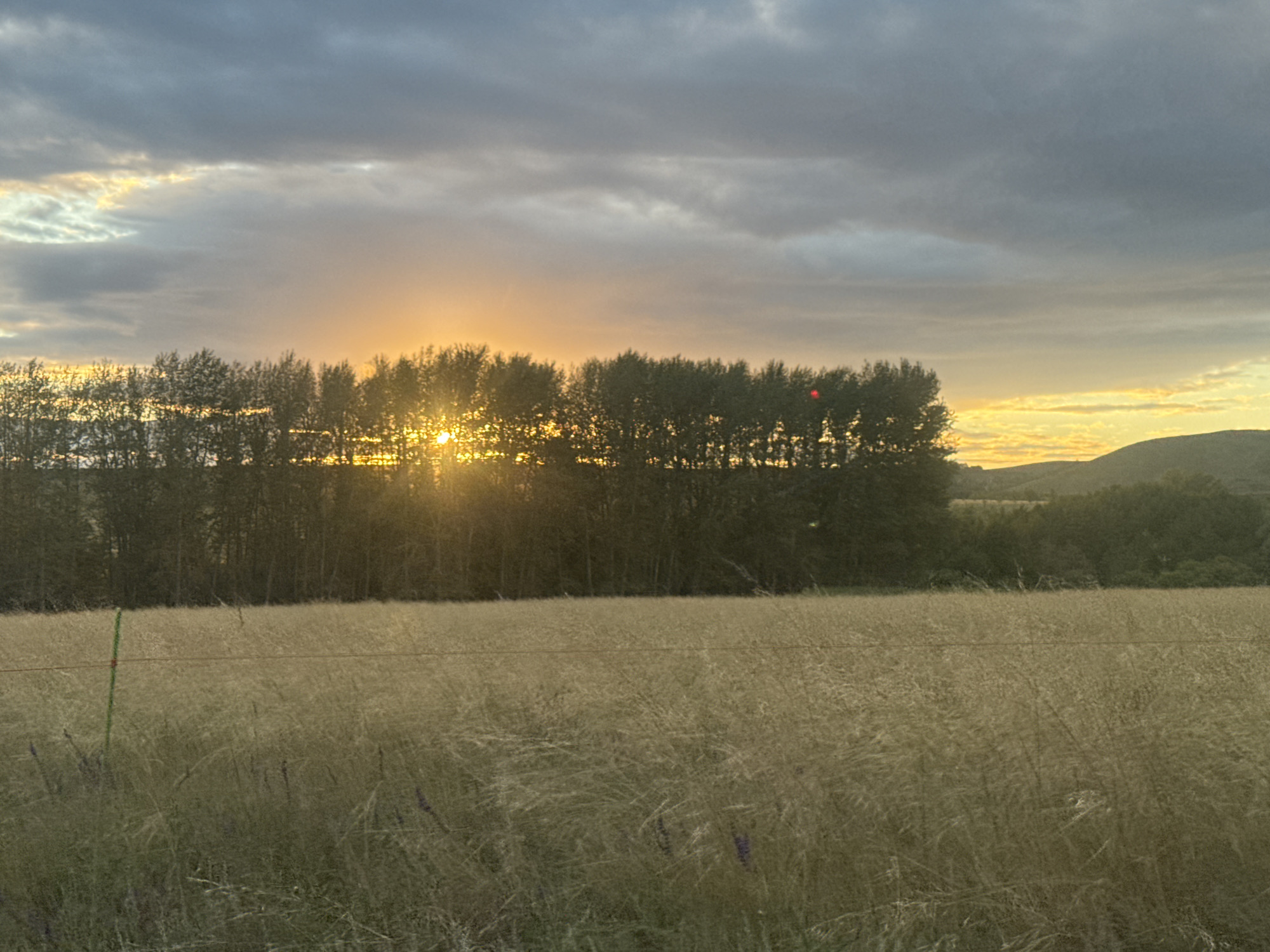 The image depicts a rural landscape at sunset. A dense line of trees runs horizontally across the middle ground, silhouetted against a sky filled with dramatic clouds. The sun is partially visible, peeking through the trees and casting a warm, golden light. In the foreground, a field of tall, dry grass stretches out, with a thin wire fence running across it. A single green and red striped post is visible on the left side of the fence. The background features rolling hills, also bathed in the soft light of the setting sun. The overall scene is serene and natural, evoking a sense of tranquility. The specific location in Васильевка, Russia is not discernable from the image itself, but it is a representation of a natural, possibly agricultural, area.