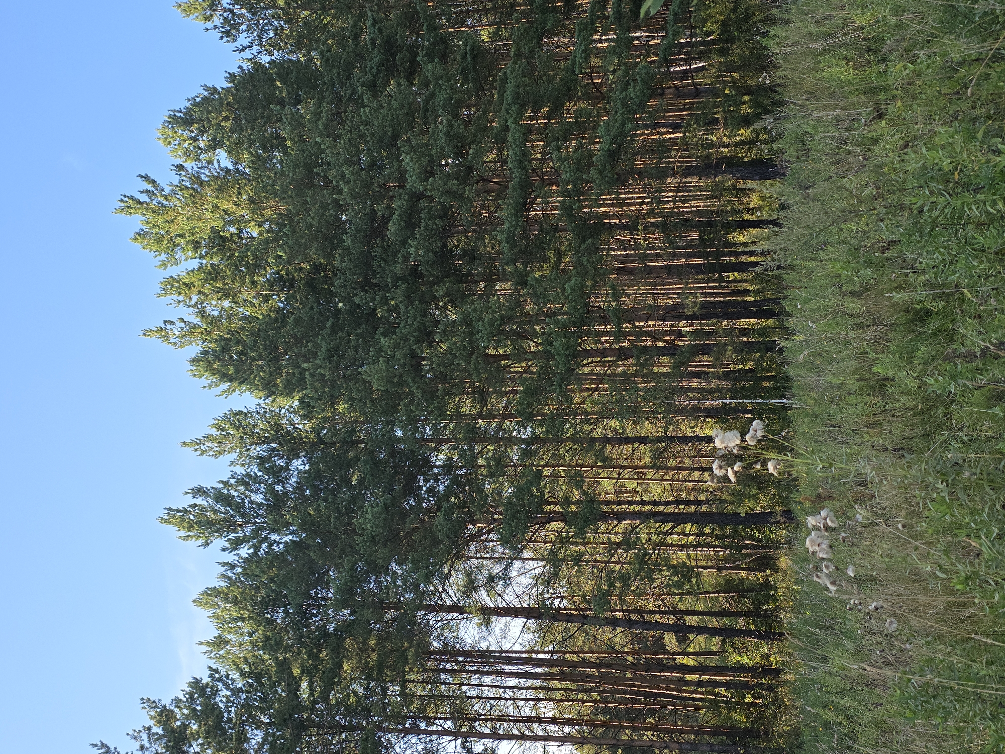 This image depicts a dense forest of tall pine trees under a clear blue sky. The trees are evenly spaced and form a continuous wall of green foliage, with sunlight filtering through the branches, creating a dappled effect on their trunks. In the foreground, a field of tall green grass and weeds grows, with a few fluffy seed heads of wildflowers visible. The scene is set in a natural environment, likely on the outskirts of Magnitka, Russia, given the typical landscape of the region. There are no people or animals present, and no discernable structures or man-made objects. The overall impression is one of a peaceful and wild natural setting.