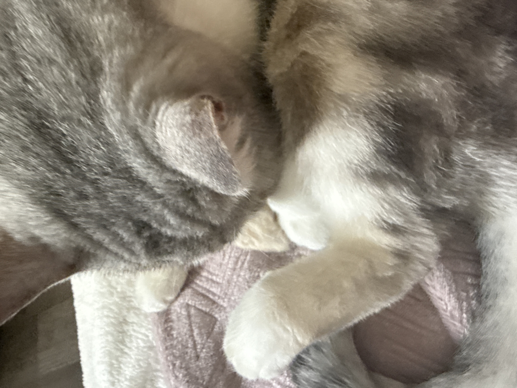 This is a close-up, top-down photograph of two cats cuddling on a textured pink blanket. The cat on the left has gray tabby fur and is curled up, with its head tucked into the other cat. Its ear is visible, showing a small pink inner ear. The second cat, on the right, also has gray and white fur, with white paws. One of its white paws is resting on the blanket, and it appears to be curled around the first cat. The cats are nestled together, creating a sense of comfort and warmth. The background is a soft pink blanket with a subtle woven pattern. The lighting is soft and diffused, suggesting an indoor setting, possibly in the daytime or with artificial lighting. No text is visible in the image.