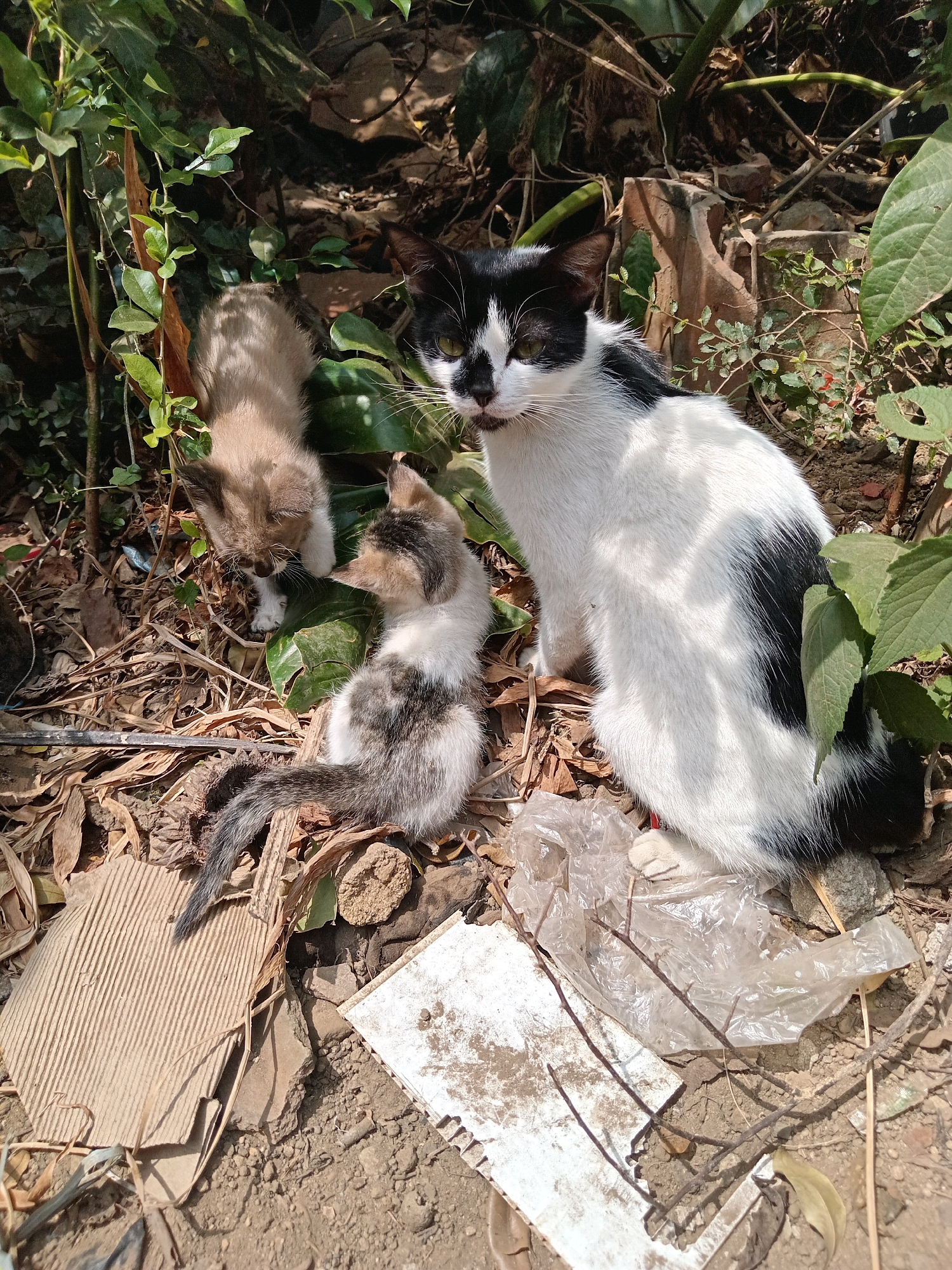 A black and white adult cat and two kittens are seen in a natural, outdoor environment. The adult cat is on the right, facing left, with its body partially obscured by leaves. One kitten, with a light brown and white coat, is on the left, facing down. Another kitten, with a grey and white marbled coat, is in the center, facing right and away from the camera. The ground is covered in dry leaves, dirt, and some scattered debris, including pieces of cardboard and plastic. The setting appears to be a garden or overgrown area, possibly in the city of Claket, Indonesia. The lighting suggests it is daytime, with sunlight casting shadows.