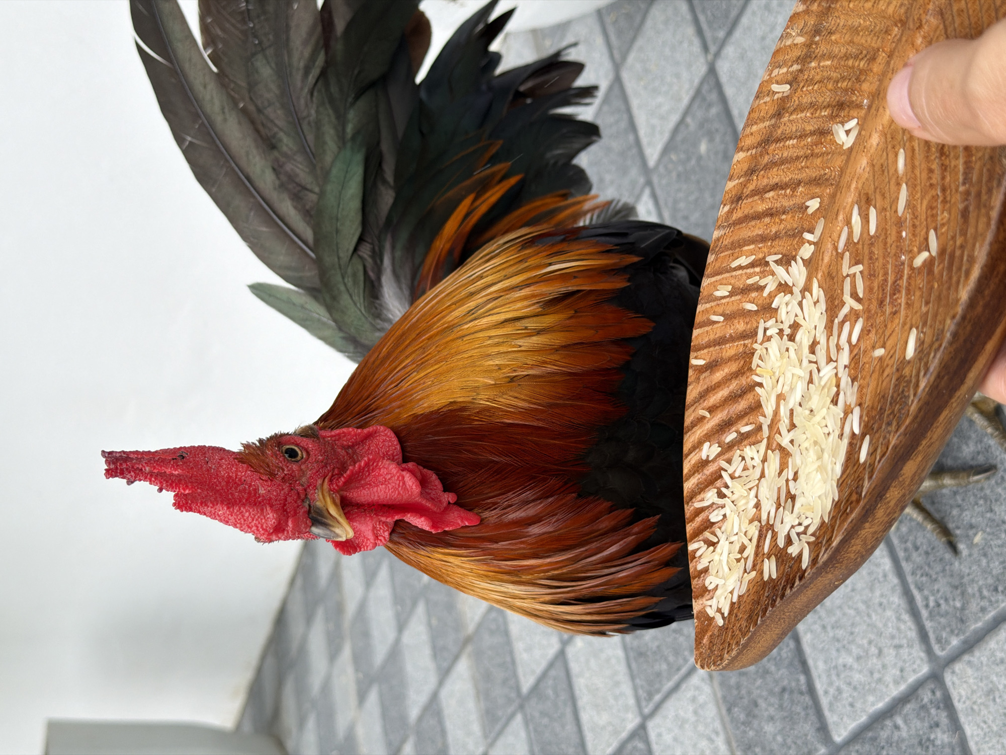 A rooster with vibrant red comb and wattles stands on a tiled patio in what appears to be Ko Samui District, Thailand. Its plumage is a striking mix of iridescent copper, deep red, and black. A hand is holding a small, carved wooden tray filled with uncooked rice in the foreground, positioned at eye level with the rooster. The rooster is looking directly at the camera, its gaze intense. The background consists of a white wall and the grey tiled floor.