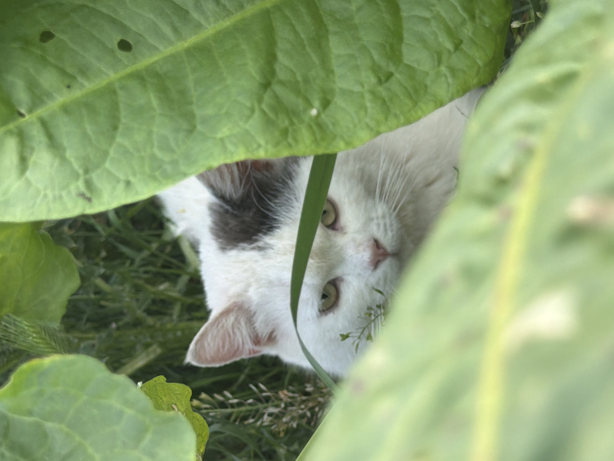 A domestic cat, predominantly white with a distinct dark grey/black patch located dorsally above its right eye and ear, is depicted partially concealed within dense green foliage. The cat's face and anterior torso are in focus, positioned centrally within a natural frame created by large, blurred green leaves in the foreground and mid-ground. Its eyes are open, exhibiting a greenish-yellow hue, and are directed forward. A pink nose and numerous prominent white vibrissae are discernible. The surrounding vegetation consists of various green plants; the foreground leaves display visible venation, with the large leaf on the right showing several small, irregular perforations and a single small white speck. The background comprises out-of-focus green grasses and taller, slender plant stalks, indicative of an outdoor environment. The illumination is consistent with diffused natural daylight. This scene is located in the city of Leningradskaya, Russia.