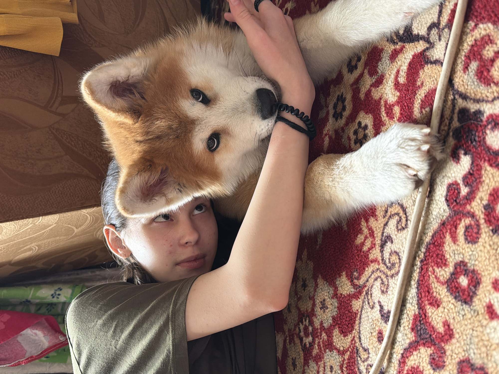 A young person lies on a patterned rug, with a large fluffy dog resting on them. The person, wearing a green t-shirt, looks upwards. The dog is primarily white with tan markings around its ears and face. A black bracelet is visible on the person's wrist. The location is Заболотово, Russia. A wall socket is near the rug. A piece of furniture is next to the person's head.