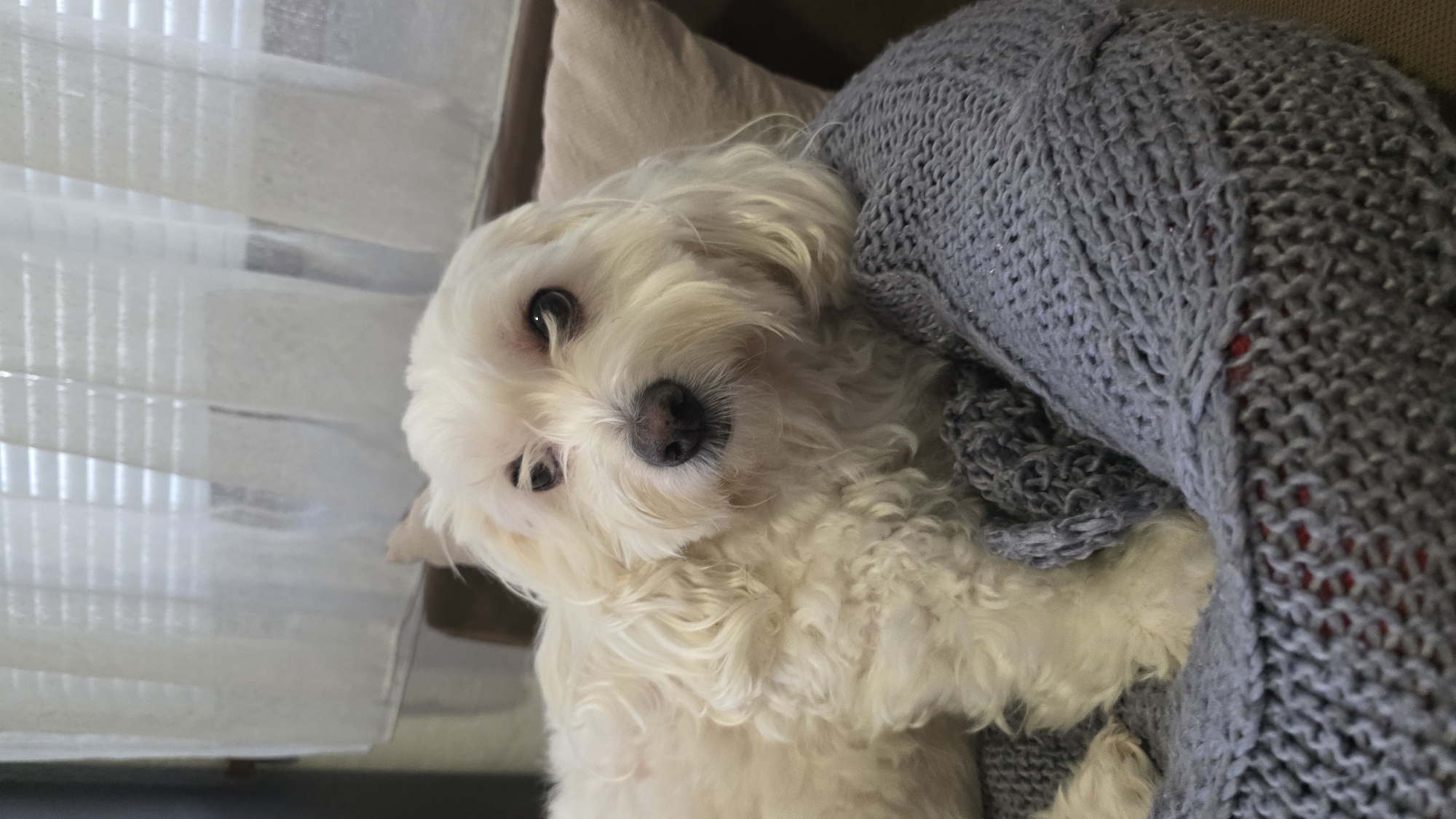 A white Maltese dog is lying on a light-colored cushion or pillow, partially covered by a gray knitted blanket. The dog has dark eyes and a black nose. The background shows a window with light filtering through blinds or sheer curtains. The location in Blagoevgrad, Bulgaria, is not discernable from the visual information.