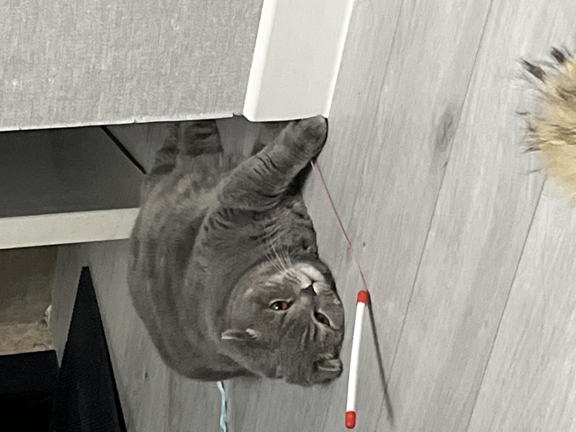 The image displays a grey cat, likely a British Shorthair or Scottish Fold breed, captured in an indoor setting. The cat is positioned in the lower left of the frame, appearing to be upside down or lying on its back with its head tilted, looking directly at the camera with wide, amber-colored eyes, conveying a curious and alert expression.
Its right front paw is visible near a white vertical edge, which could be part of furniture or a wall. A white and red toy stick or wand with a thin string attached lies on the light grey wooden floorboards next to the cat's head. To the upper left, a section of grey upholstered furniture, possibly a couch or bed, is visible, with a dark area beneath it. In the upper right corner, a fluffy, light brown object with darker tips, resembling a pet toy, is partially visible.
The scene suggests a moment of play or observation by the cat within a home environment, characterized by the wooden flooring and furniture. The lighting indicates an indoor setting, likely under artificial light. There is no visible text in the image. The location context provided is Chaikovsky, Russia.