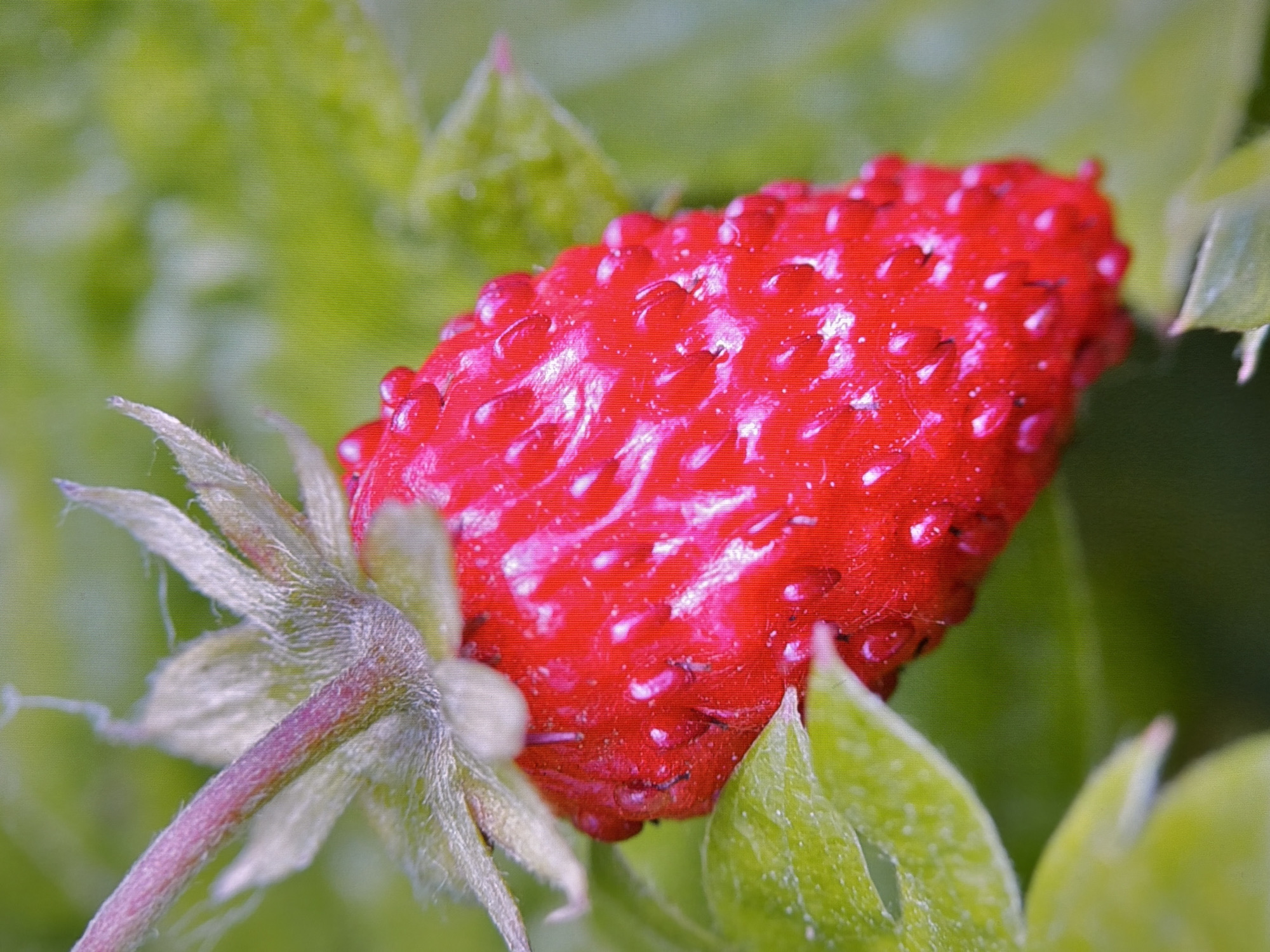 This is a close-up, low-angle, outdoor photograph of a ripe strawberry. The strawberry is a vibrant red color with visible seeds and a slightly textured surface. It is surrounded by blurred green leaves and a fuzzy, purplish stem with fine hairs. The lighting suggests it is daytime, and the shallow depth of field emphasizes the strawberry as the primary subject. The image captures the natural beauty of the fruit in its growing environment. There is no indication of a specific location within Kyiv, Ukraine, or any people, actions, or interactions.