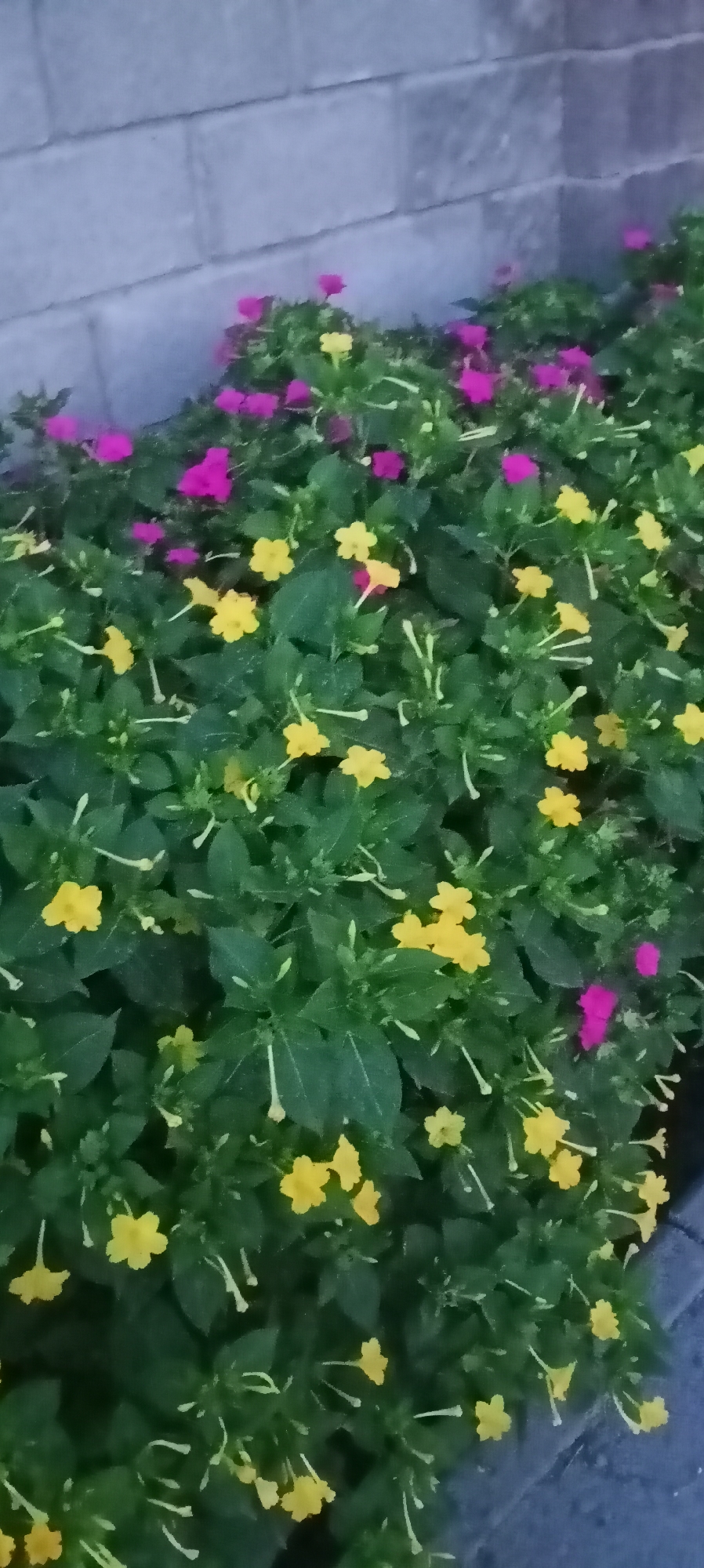 The image displays a close-up view of a flowerbed containing a dense arrangement of green foliage and numerous small, brightly colored flowers. The flowers are primarily a vibrant yellow and a vivid magenta. Some of the yellow flowers have five petals, while others appear more star-shaped. The magenta flowers are also small and scattered throughout the green leaves. The plants are lush and full, indicating healthy growth. In the background, a textured grey brick wall is visible, suggesting an urban or suburban setting. The lower right portion of the image shows a glimpse of a darker, possibly paved surface, such as a sidewalk or pathway, bordered by grey stones. The lighting suggests it may be late afternoon or early evening, with soft, diffused light. No people or animals are present in the scene. The image does not provide any specific visual cues to determine its location within the city of Sokuluk, Kyrgyzstan.