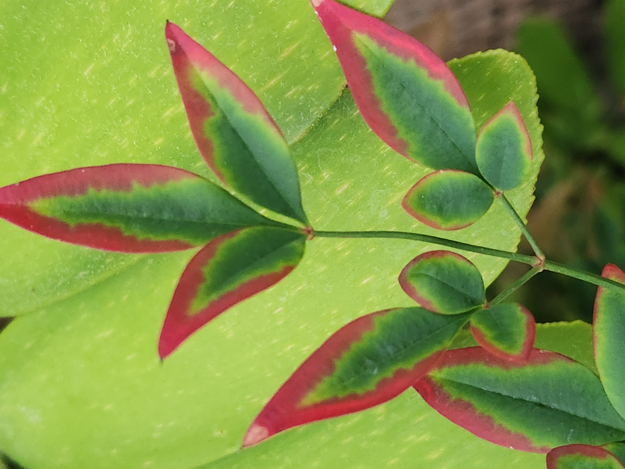 A close-up, high-angle shot displays a stem with several vibrant green leaves, each edged with a crimson hue. The leaves are ovate in shape, with a pointed tip. The larger leaves are arranged in pairs along the stem, while smaller, more rounded leaves are clustered at the top. The background consists of a blurred, bright green surface, likely another leaf, with subtle yellow speckles. The image appears to be taken in an outdoor setting, possibly a garden or natural environment, in Altamonte Springs, United States of America. No people or specific actions are visible.