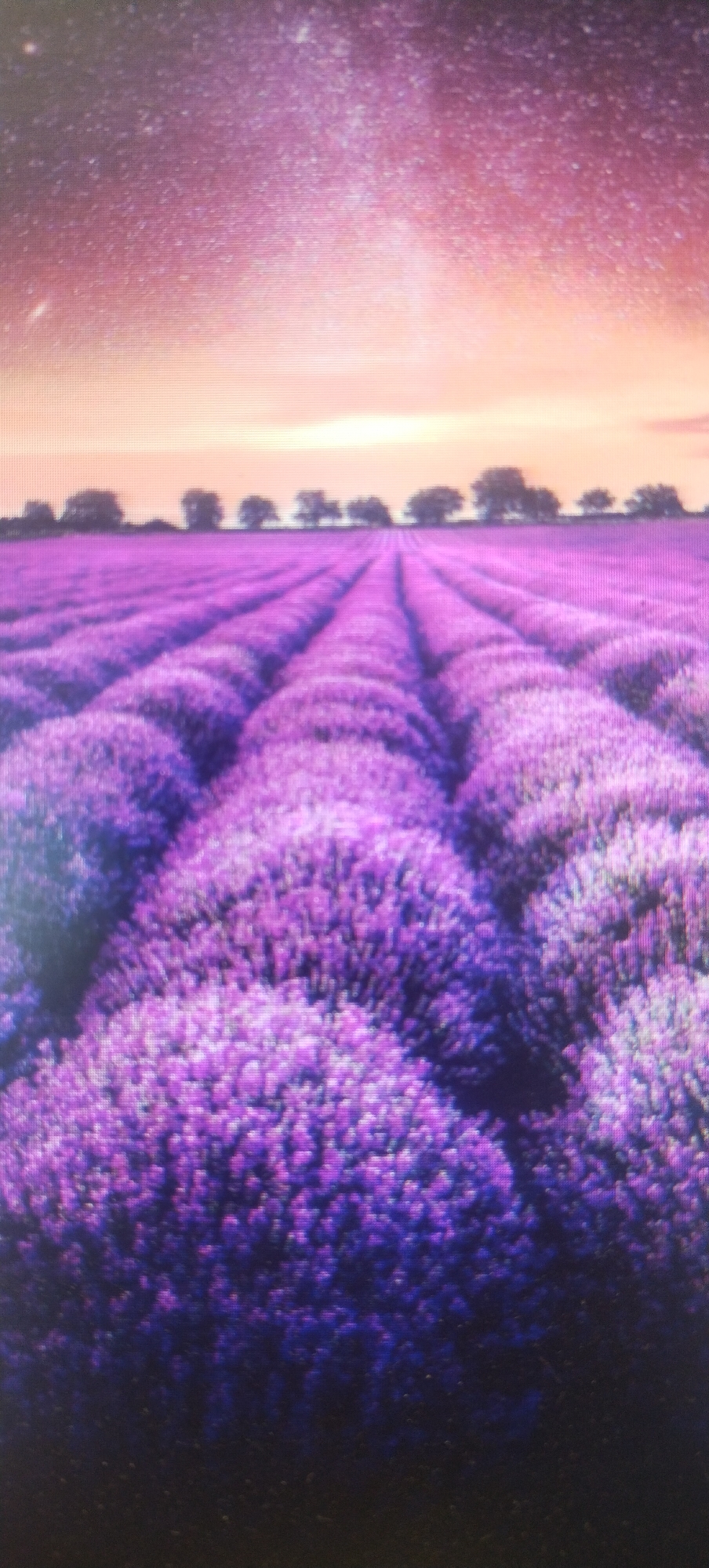 The image depicts a vibrant lavender field stretching towards a horizon lined with silhouetted trees. The sky above is a gradient of warm pink and orange hues, transitioning into a starry, purplish expanse. The rows of lavender are densely planted and appear lush, with a sense of depth created by the perspective. There are no people or animals visible in the scene. The overall impression is one of natural beauty and tranquility. The location is identified as Nadtochii, Ukraine, suggesting this is a photograph of the landscape in that specific area.