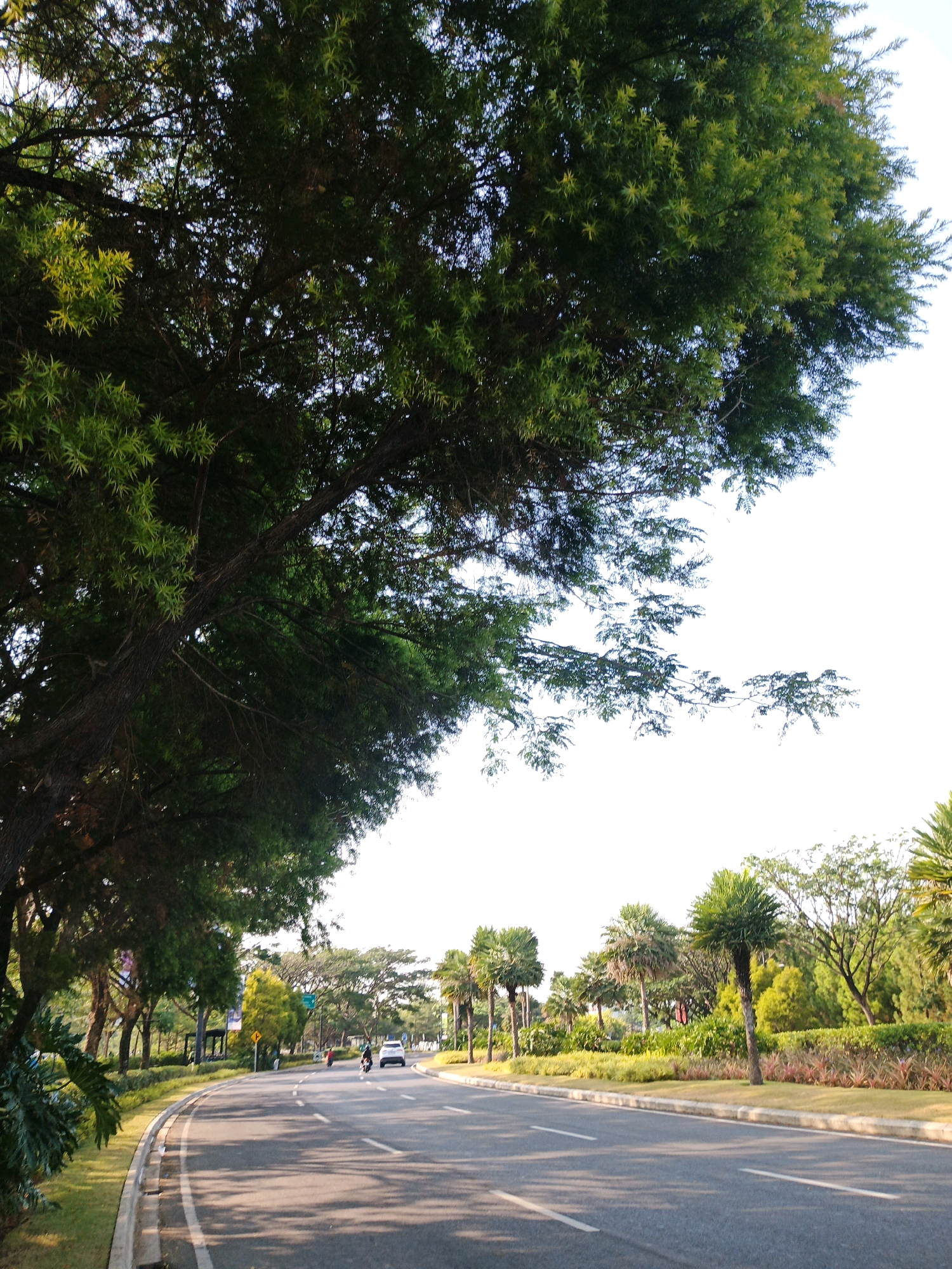 The image depicts a road lined with trees and greenery. On the road, there is a white car and a motorcycle. The road has white lane markings. The trees are tall and lush, with some of them having lighter green foliage. The sky is clear and bright. The scene appears to be in a city, possibly a park or a well-maintained area. The location is identified as being in the city of Bandung, Indonesia.