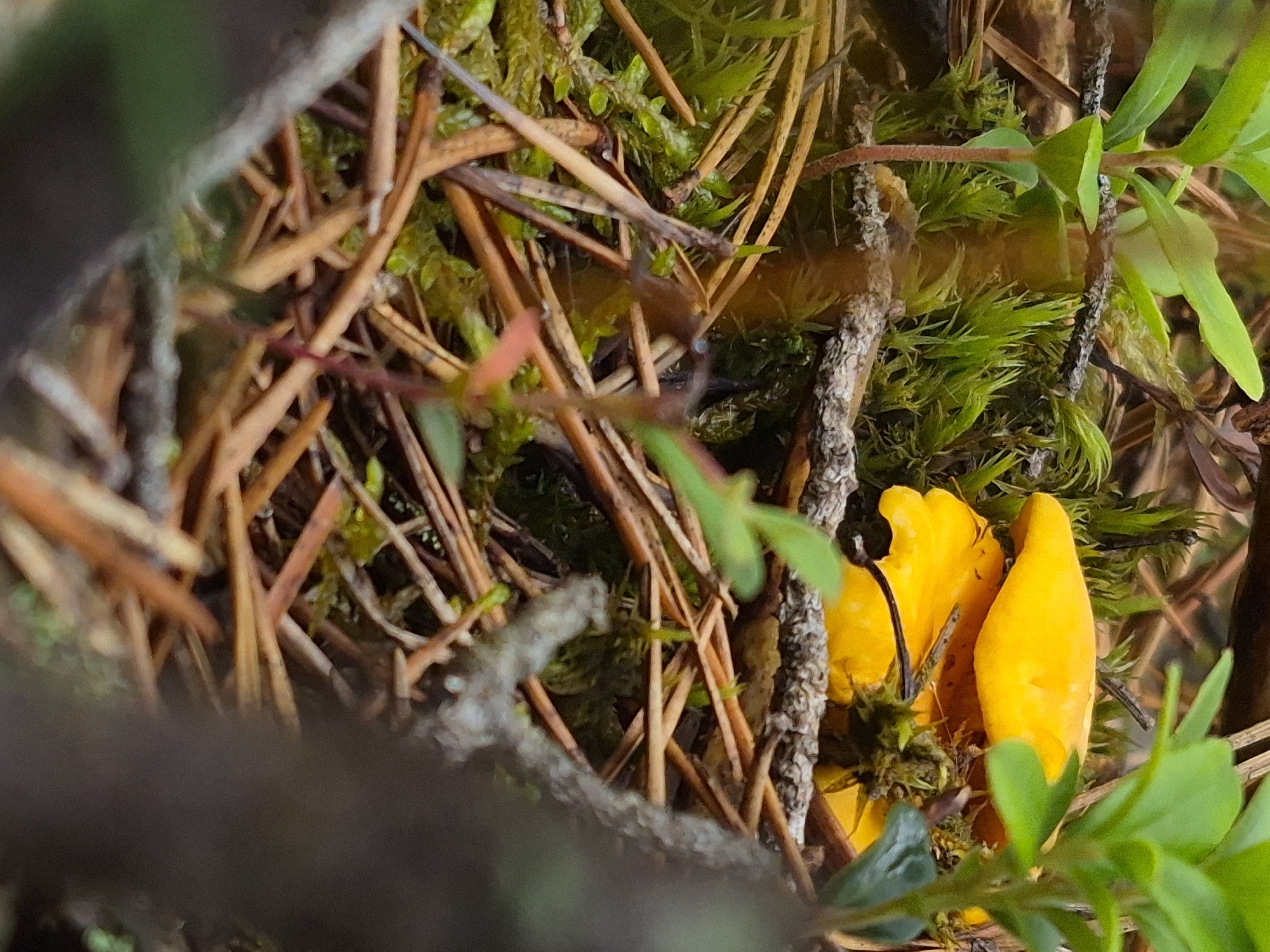 This is a close-up, eye-level, outdoor photograph taken in Hargla, Estonia, of several bright yellow chanterelle mushrooms (Cantharellus cibarius) nestled amongst moss and pine needles on the forest floor. The mushrooms are vibrant and appear to be fresh. There are green plant leaves and reddish stems visible in the foreground and background, suggesting a natural woodland environment. The lighting is soft, indicating it might be overcast or early morning/late afternoon. The focus is on the mushrooms, with the surrounding foliage slightly blurred. The overall impression is one of natural beauty and the discovery of edible fungi in a forest setting.
