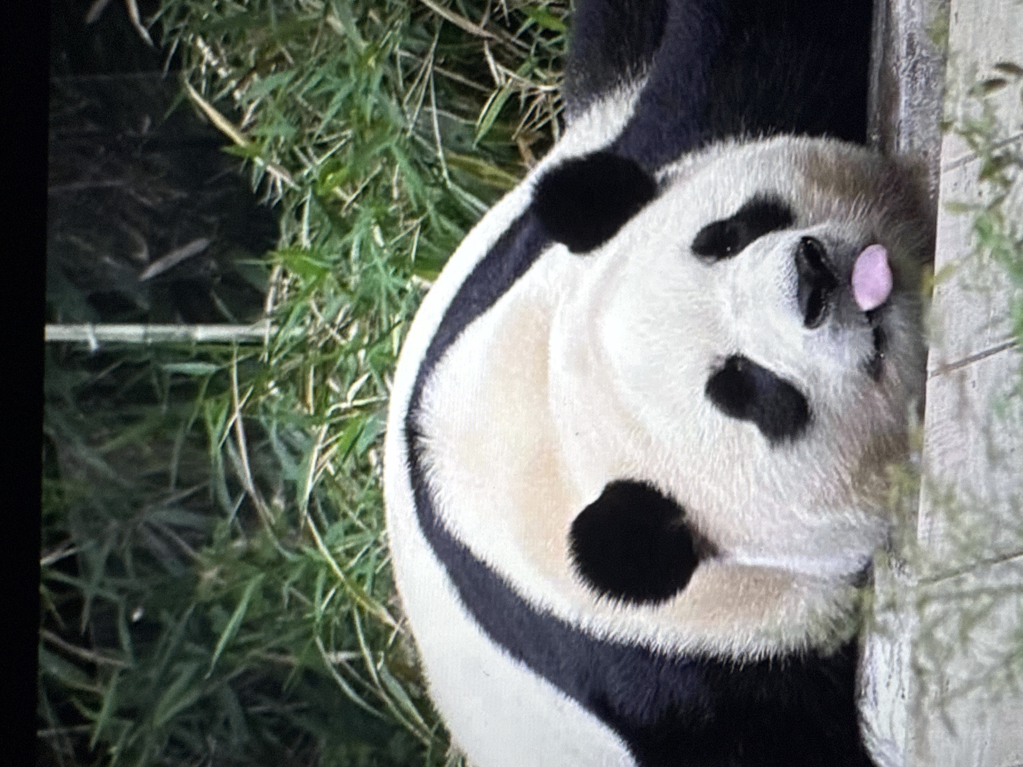 A giant panda lies on its side, its head resting on a wooden surface. The panda's tongue is sticking out, and its eyes are partially closed. The background consists of green bamboo stalks and leaves. The image does not depict any scenes or locations within the city of Tallinn, Estonia.