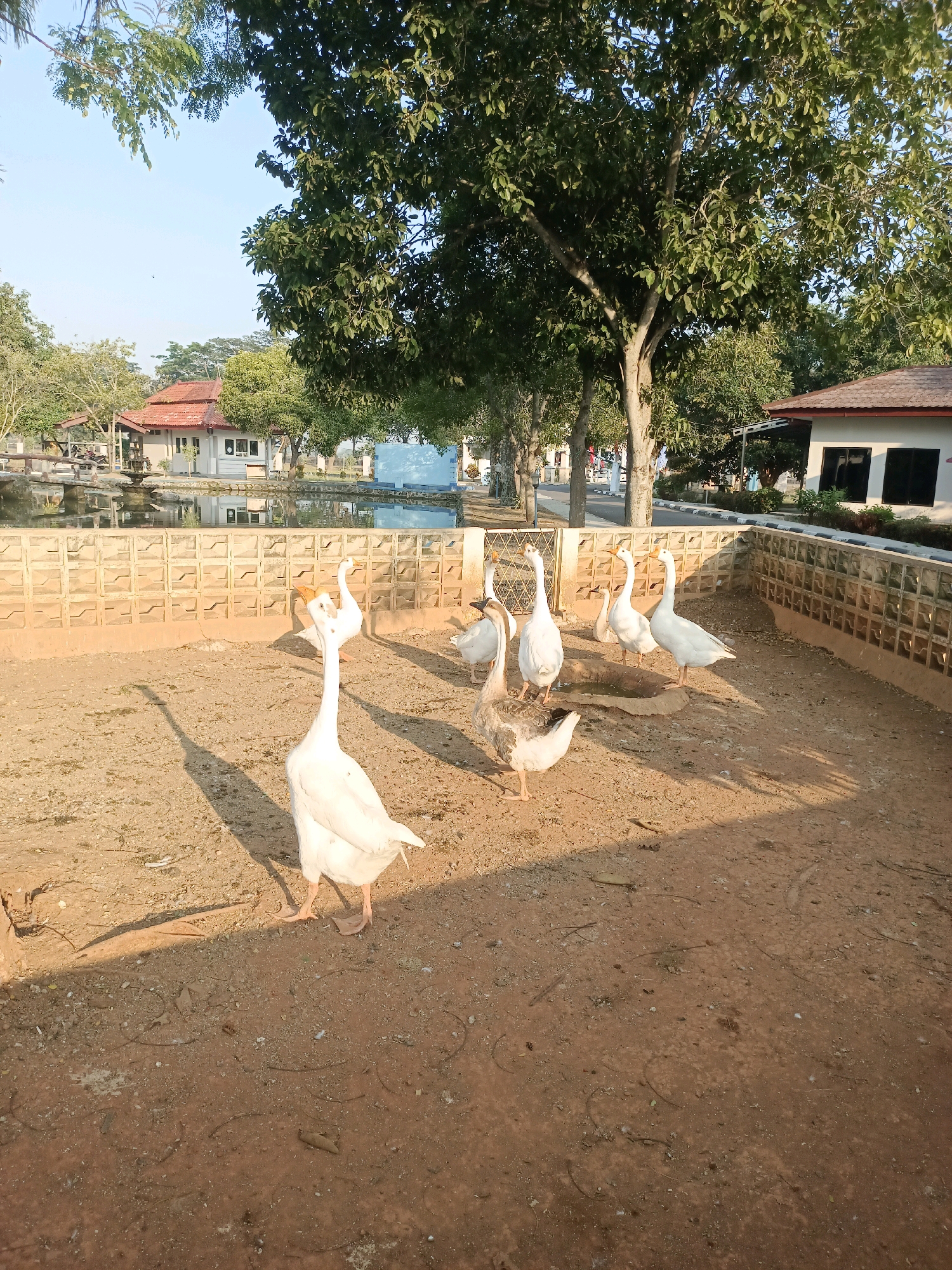 The image depicts an outdoor enclosure containing several geese. The enclosure has a sandy ground and is surrounded by a decorative brick wall. Beyond the wall, a body of water, likely a pond or canal, is visible, with buildings and trees in the background. The overall environment suggests a park or an animal sanctuary. The geese, of varying sizes and colors (primarily white and grey), are scattered within the enclosure, with some standing and others appearing to move. The scene is illuminated by natural sunlight, casting shadows on the ground. The weather appears to be clear and sunny. The location is identified as Subang, Indonesia.